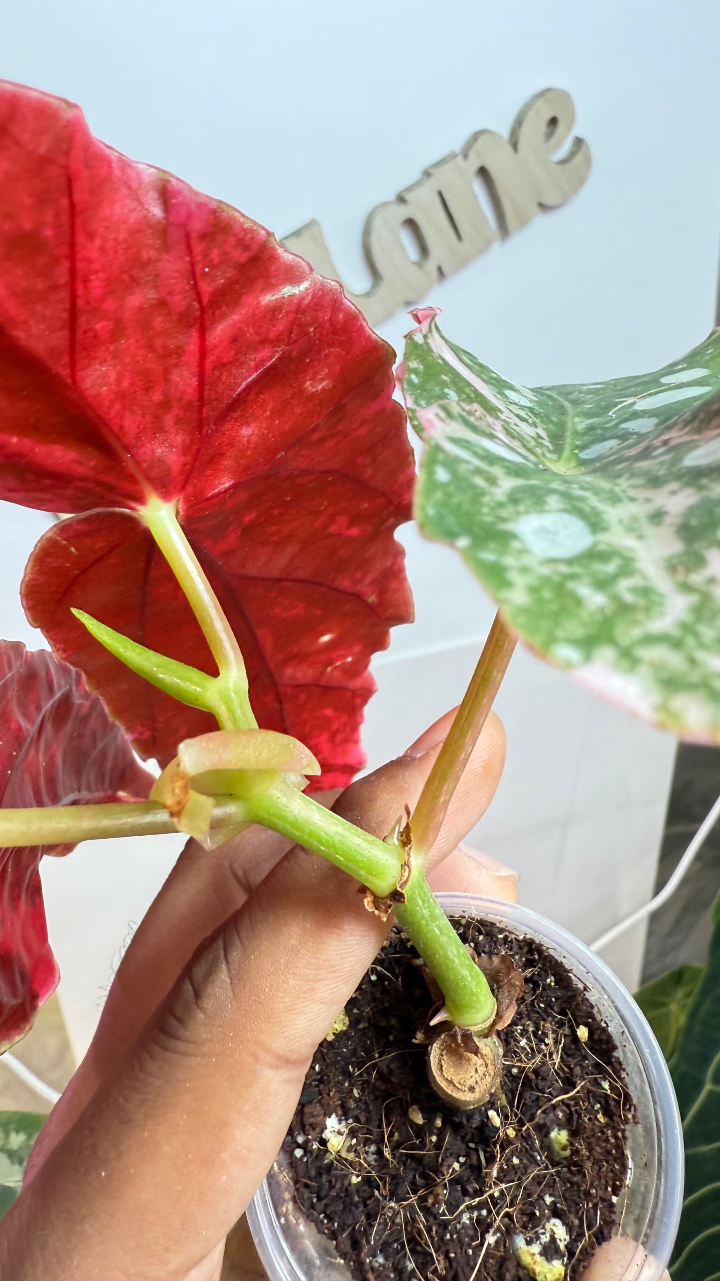 Begonia Maculata Pink Variegated