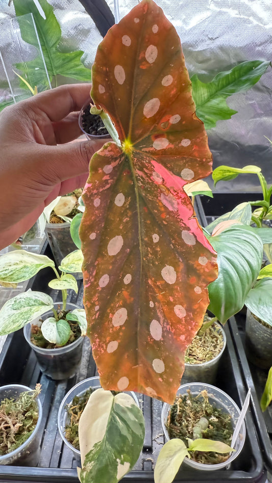Begonia Maculata Pink Variegated butt
