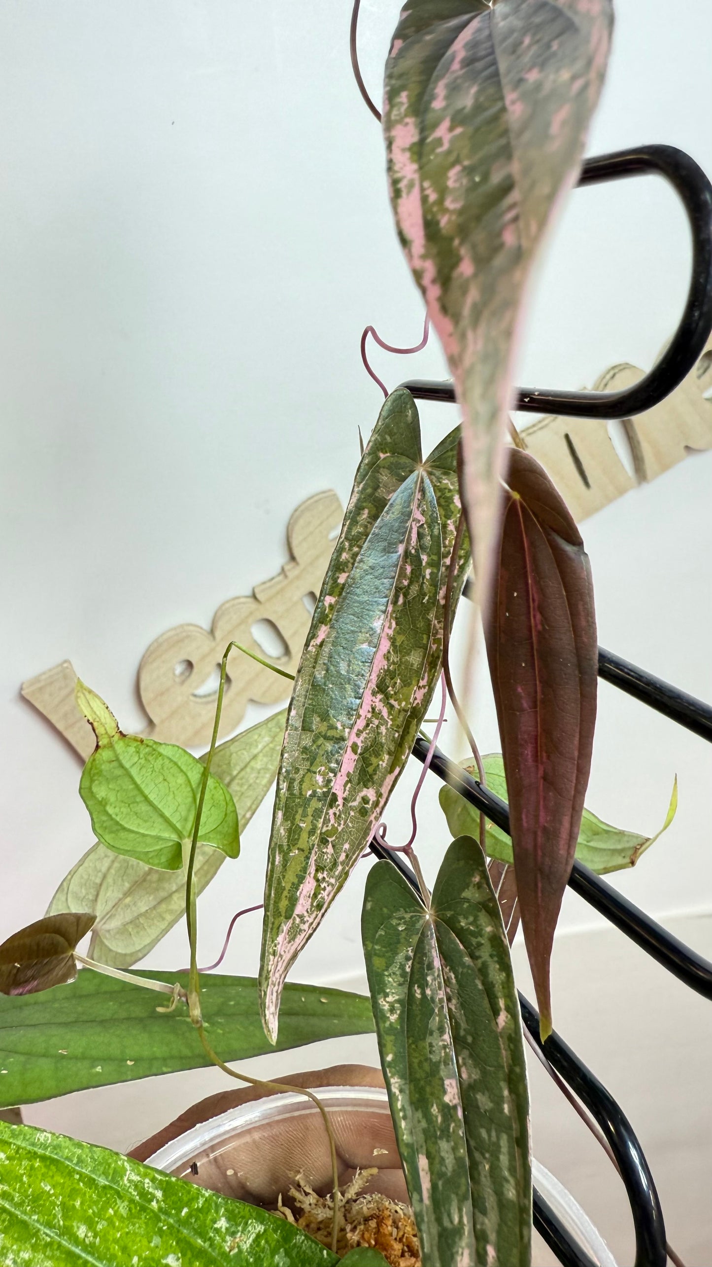 Discorea Pink Pixel Variegated🌿Please Choose Next day air shipping🌿