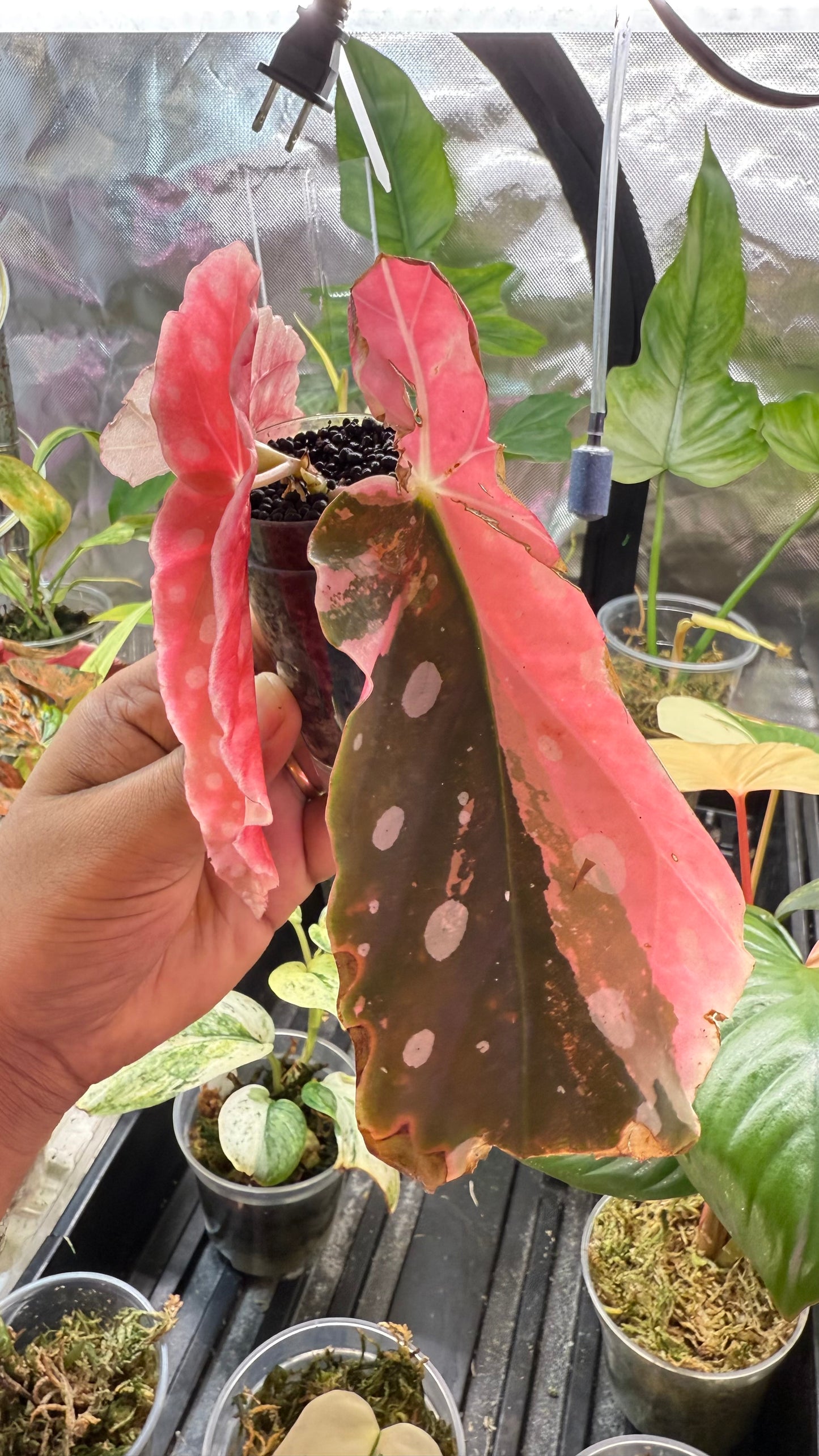 Begonia Maculata Pink Variegated