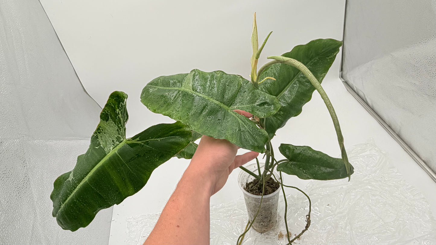 Philodendron Paraiso Verde Albo Variegated Exact Plants