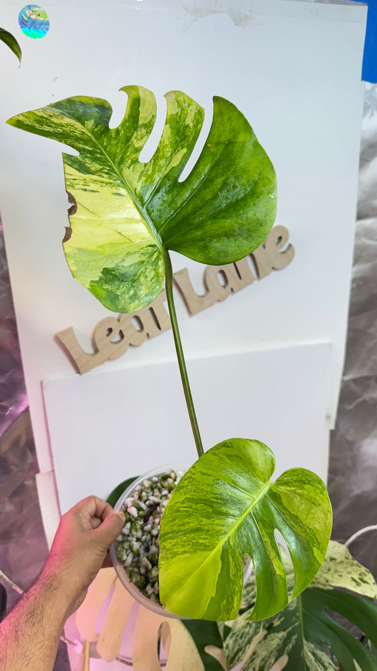 Monstera Yellow Marilyn