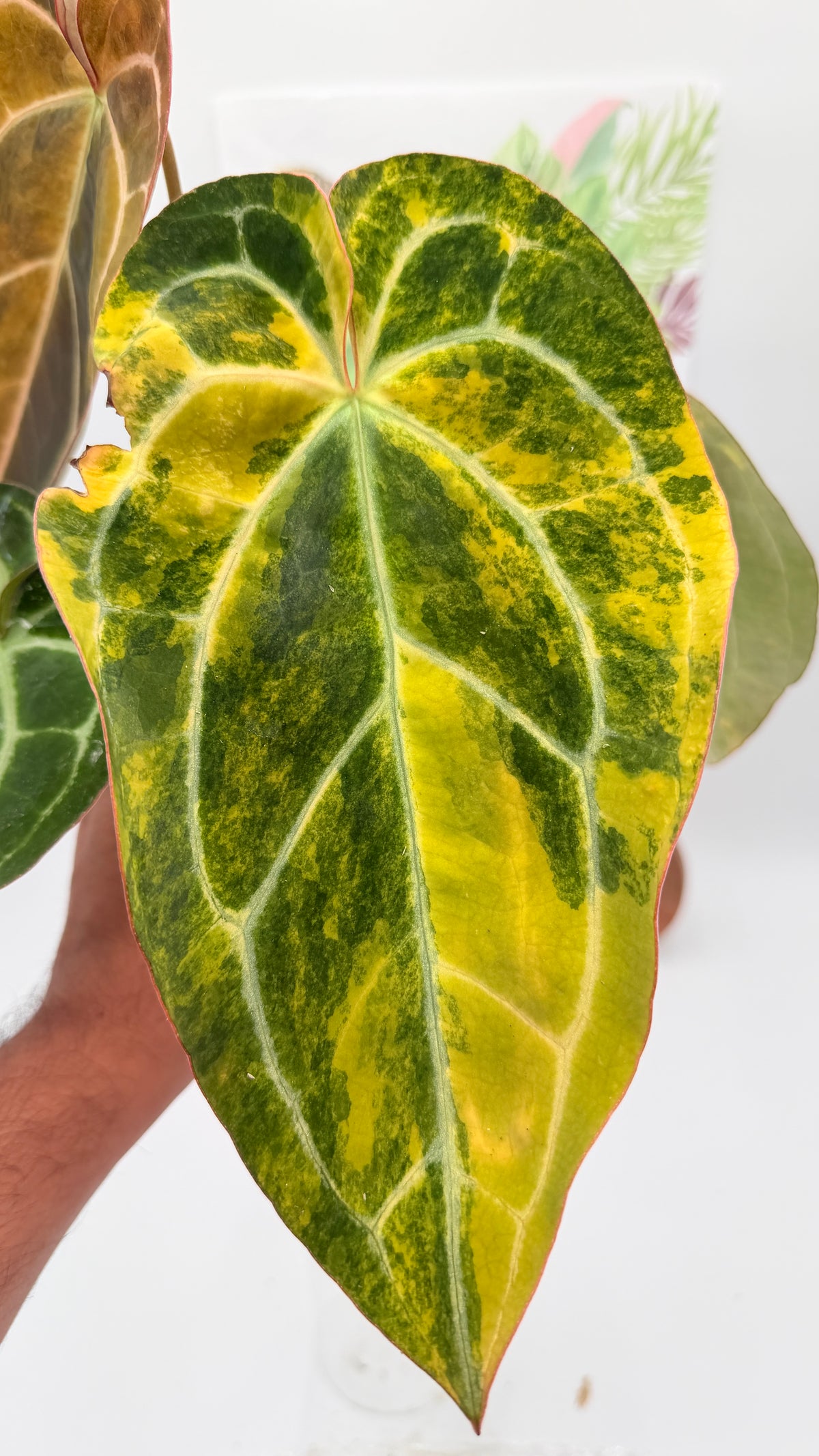 Anthurium Red crystallinum x Crystallinum Variegated huge