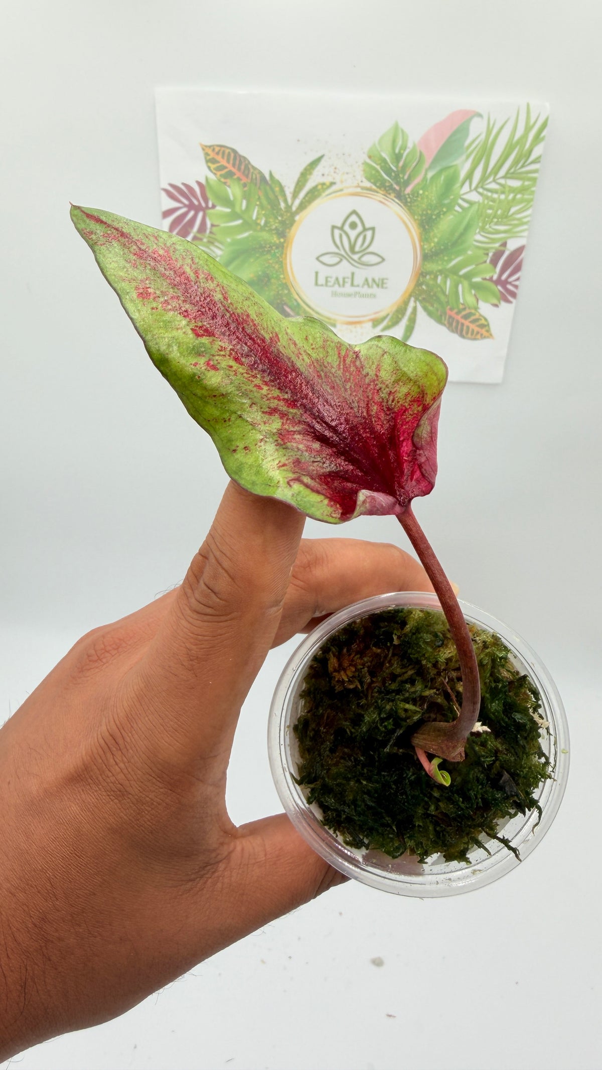 Caladium Variegated