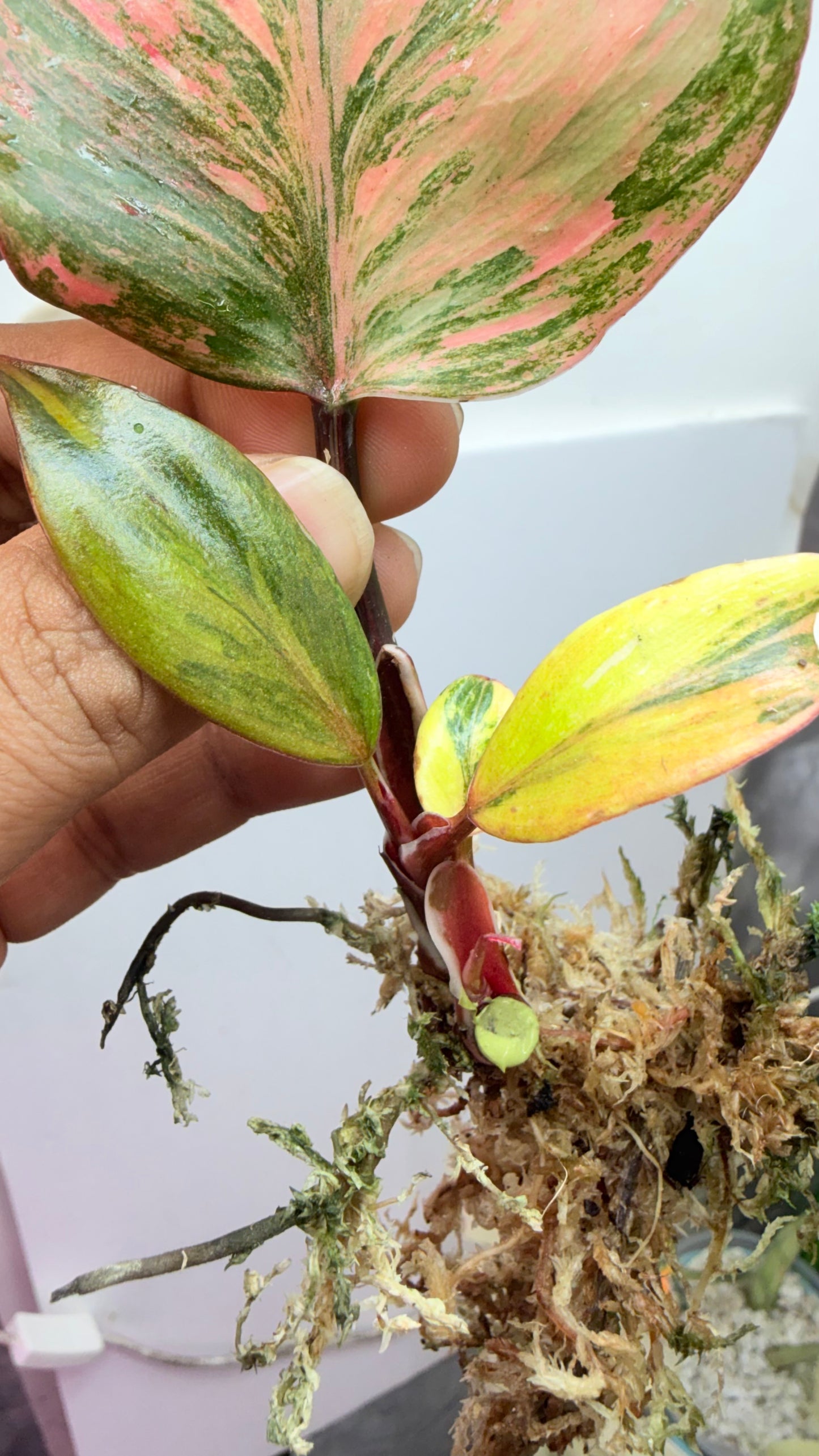 Philodendron ‘Skittles’ (White Knight Multicolor) Rooted with 2 heads