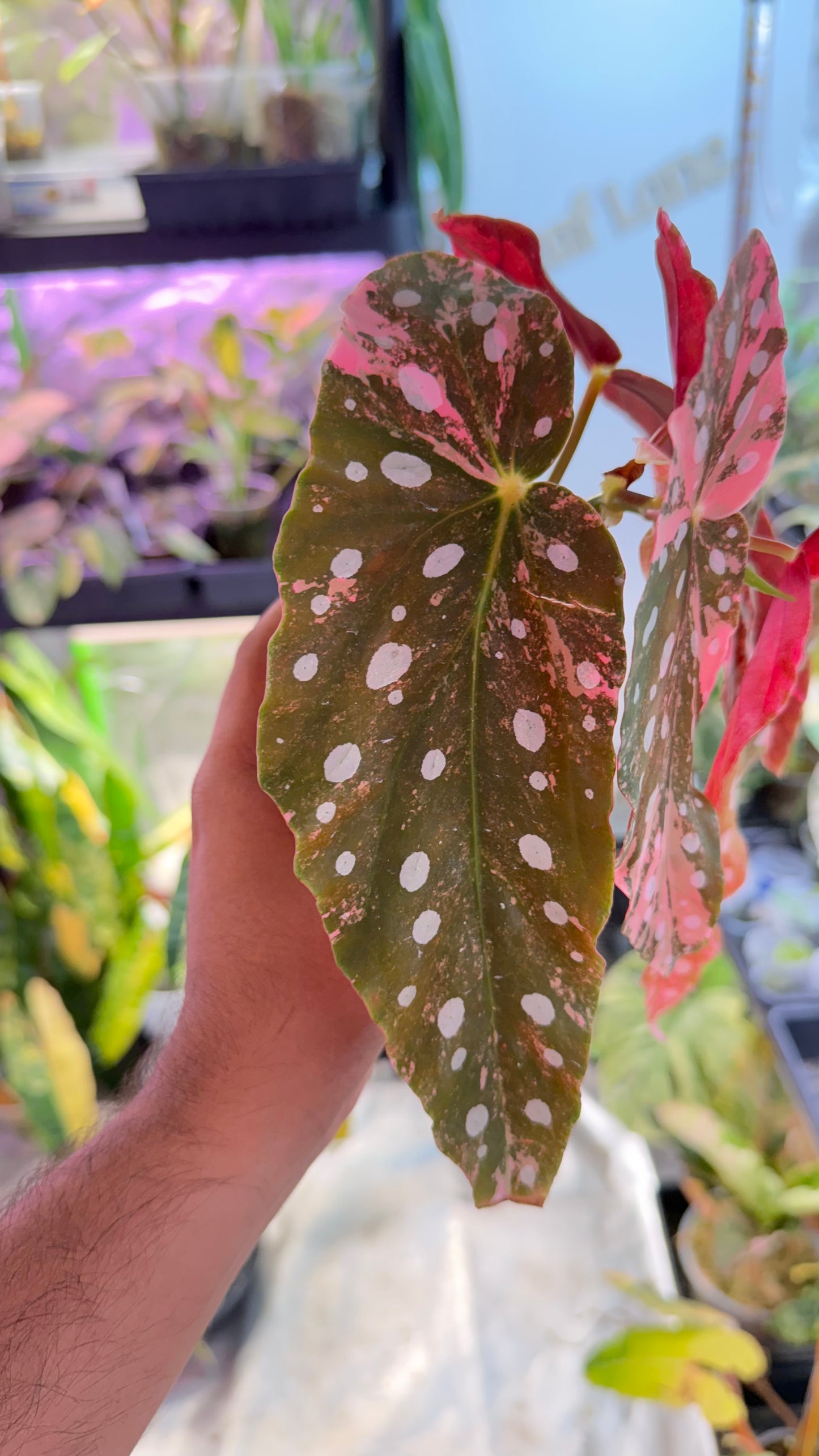 Begonia Maculata Pink Variegated