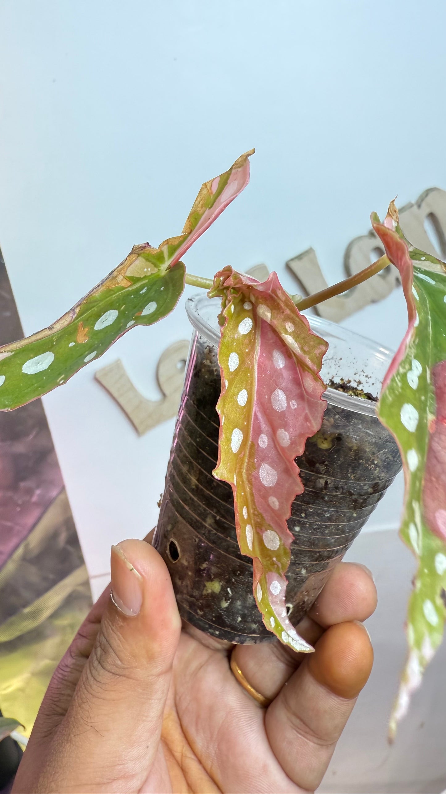 Begonia Maculata Pink Variegated