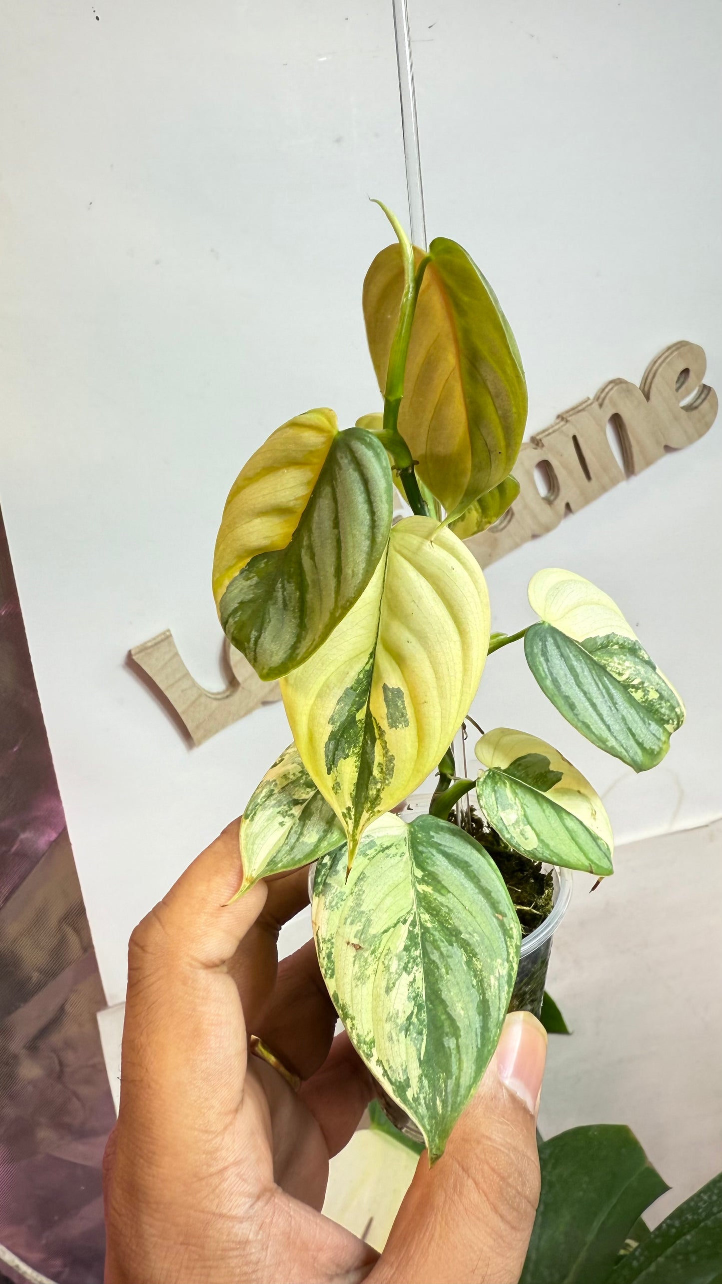 Philodendron Brandtianum Variegated - Exact Plant Ultra Rare