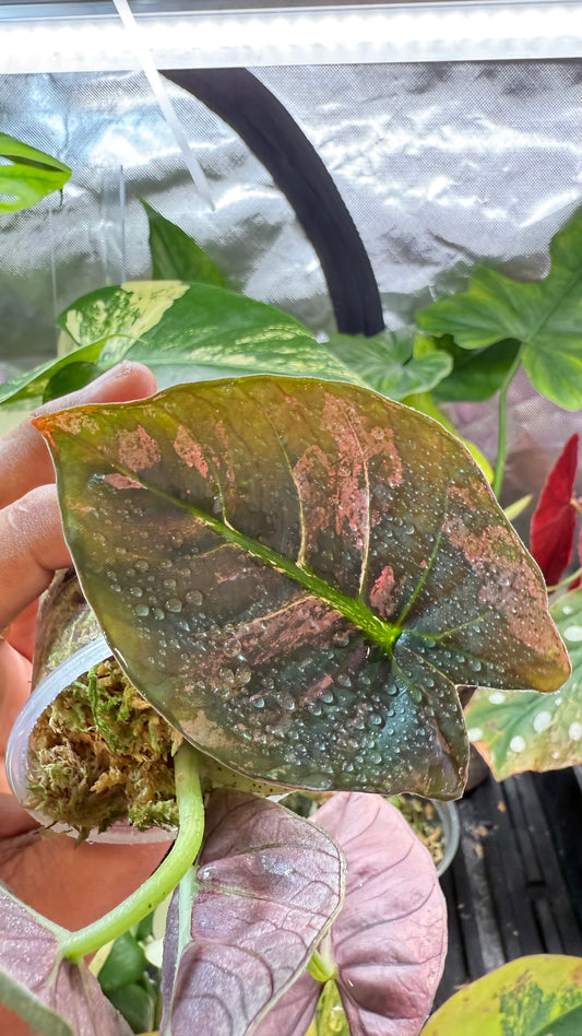 Alocasia Reginae Pink Variegated 🌿Well rooted active growing🌿