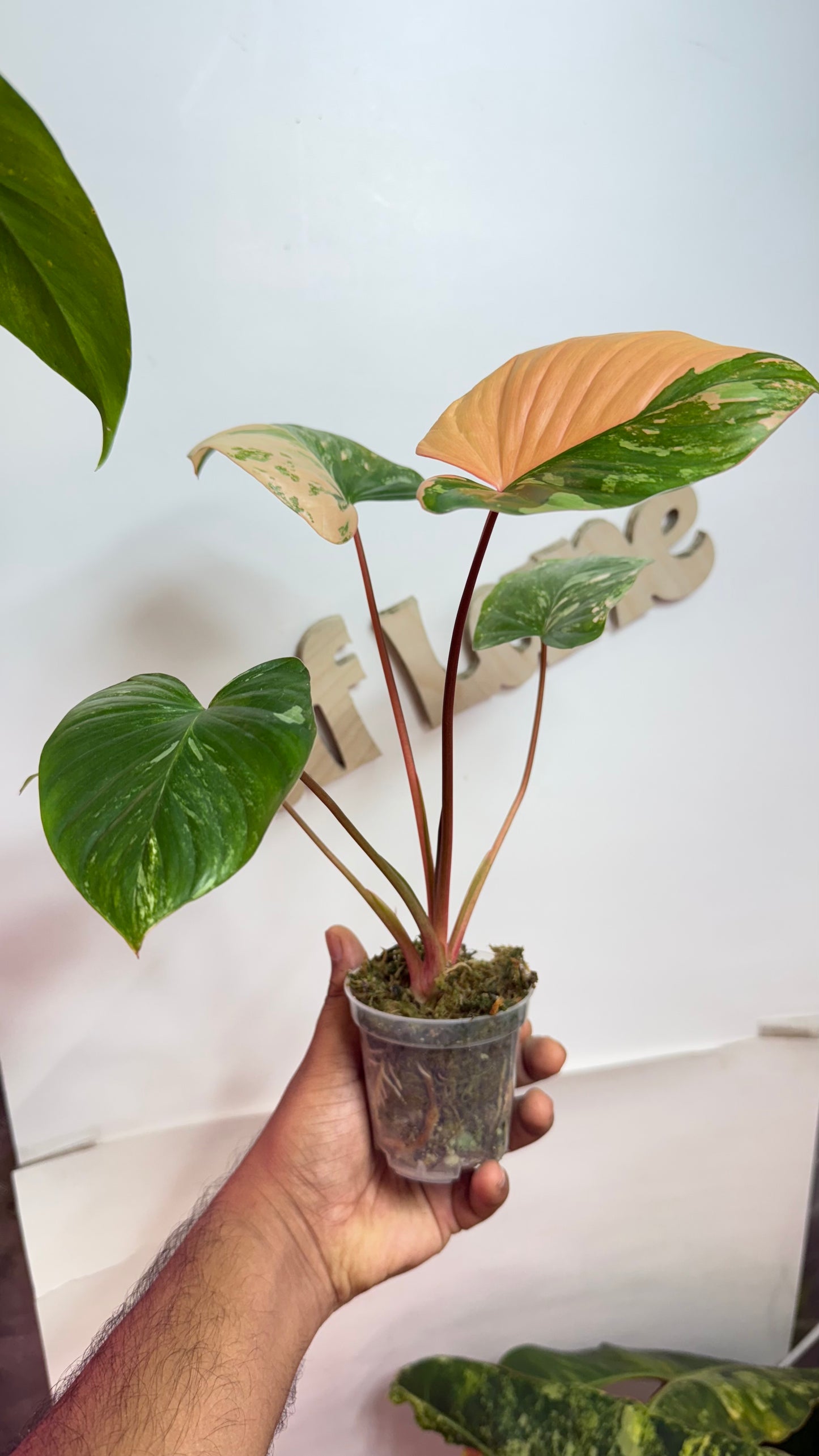 Homalomena Rubescens Variegated Pink