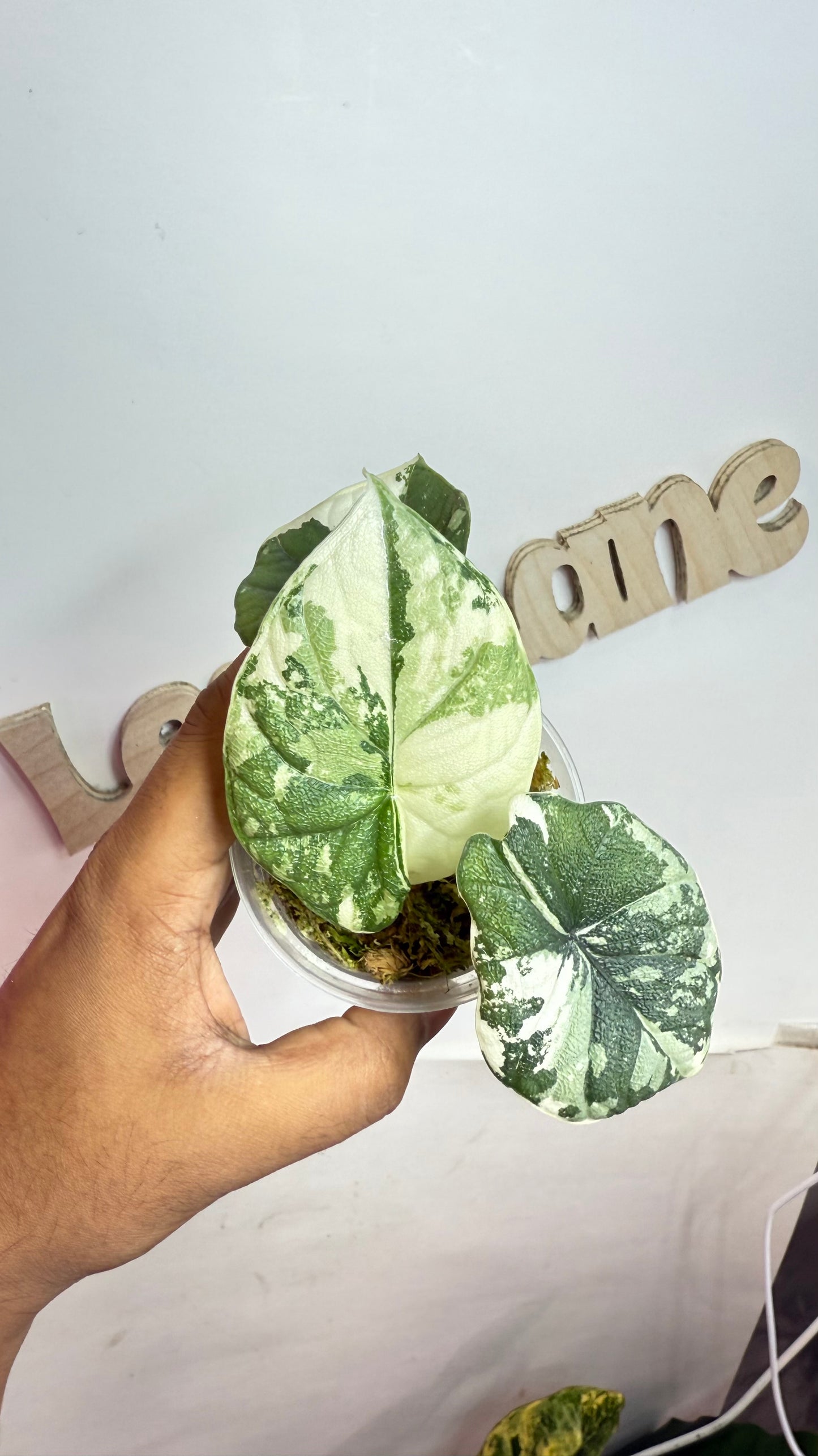 Alocasia Melo Albo Variegated 🌿 Mama Size🌿