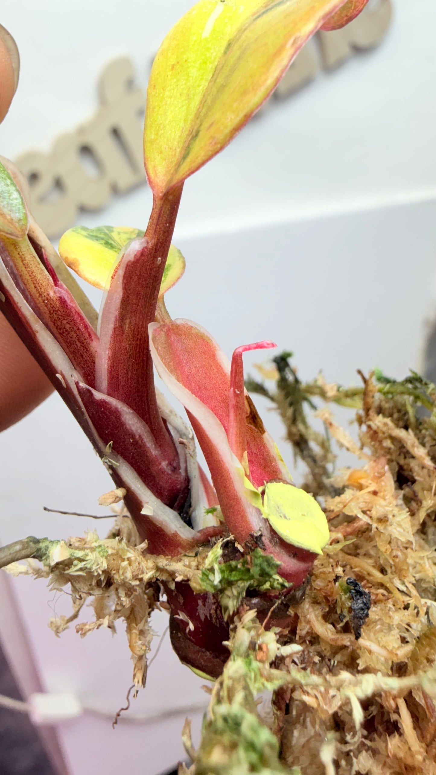 Philodendron ‘Skittles’ (White Knight Multicolor) Rooted with 2 heads