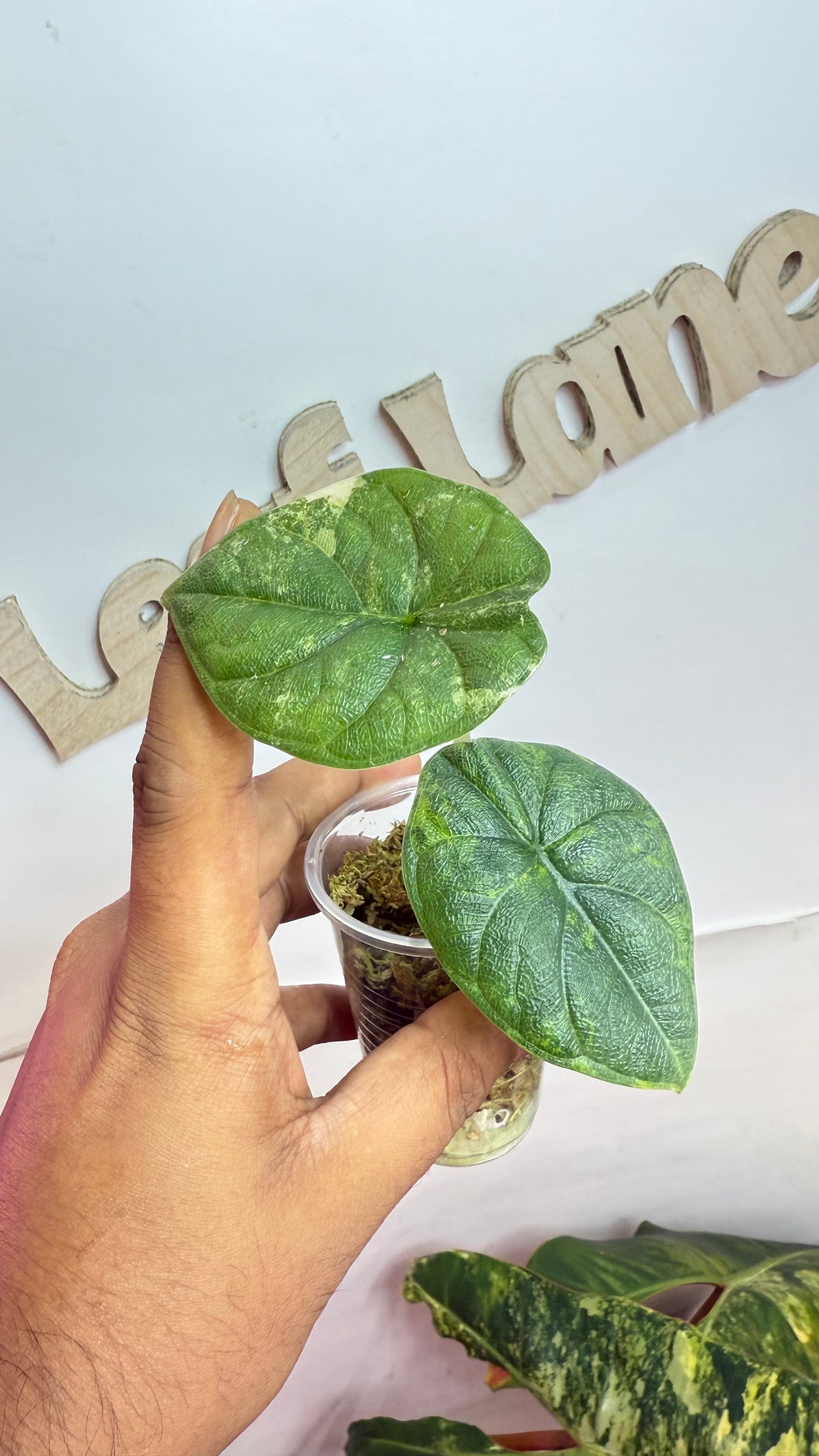 Alocasia Melo Aurea Variegated 🌿 Rare🌿
