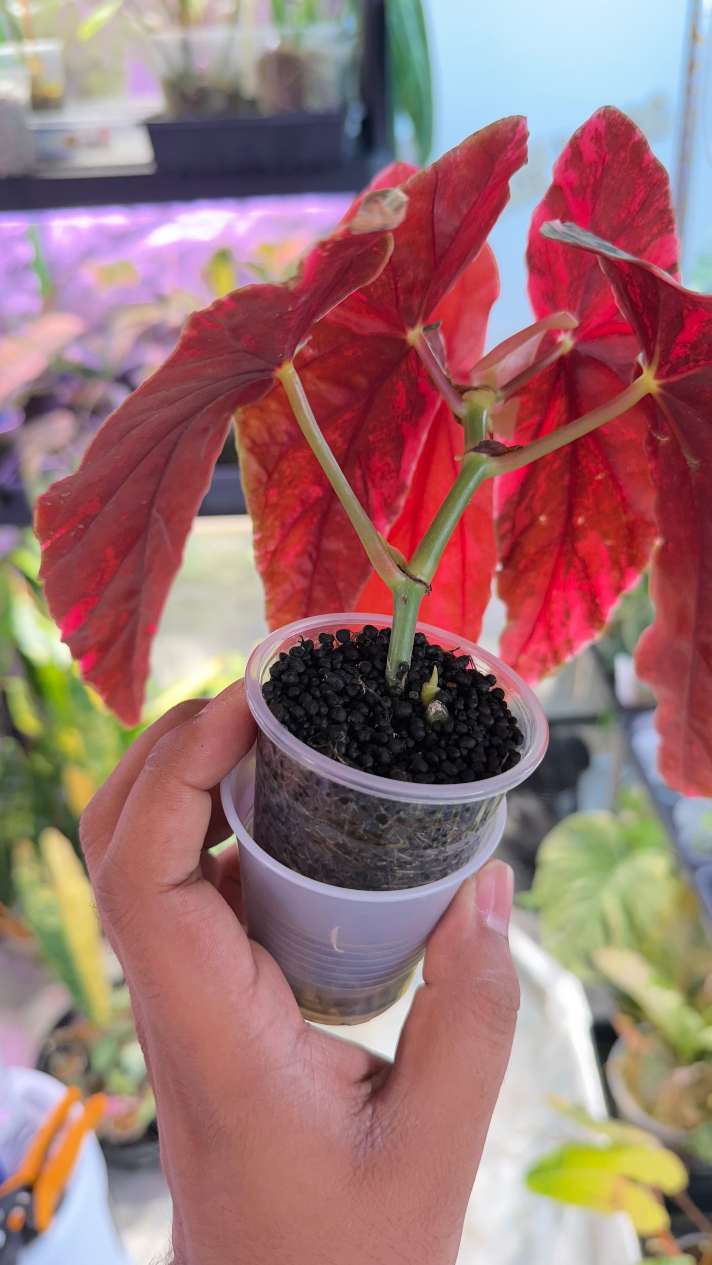 Begonia Maculata Pink Variegated
