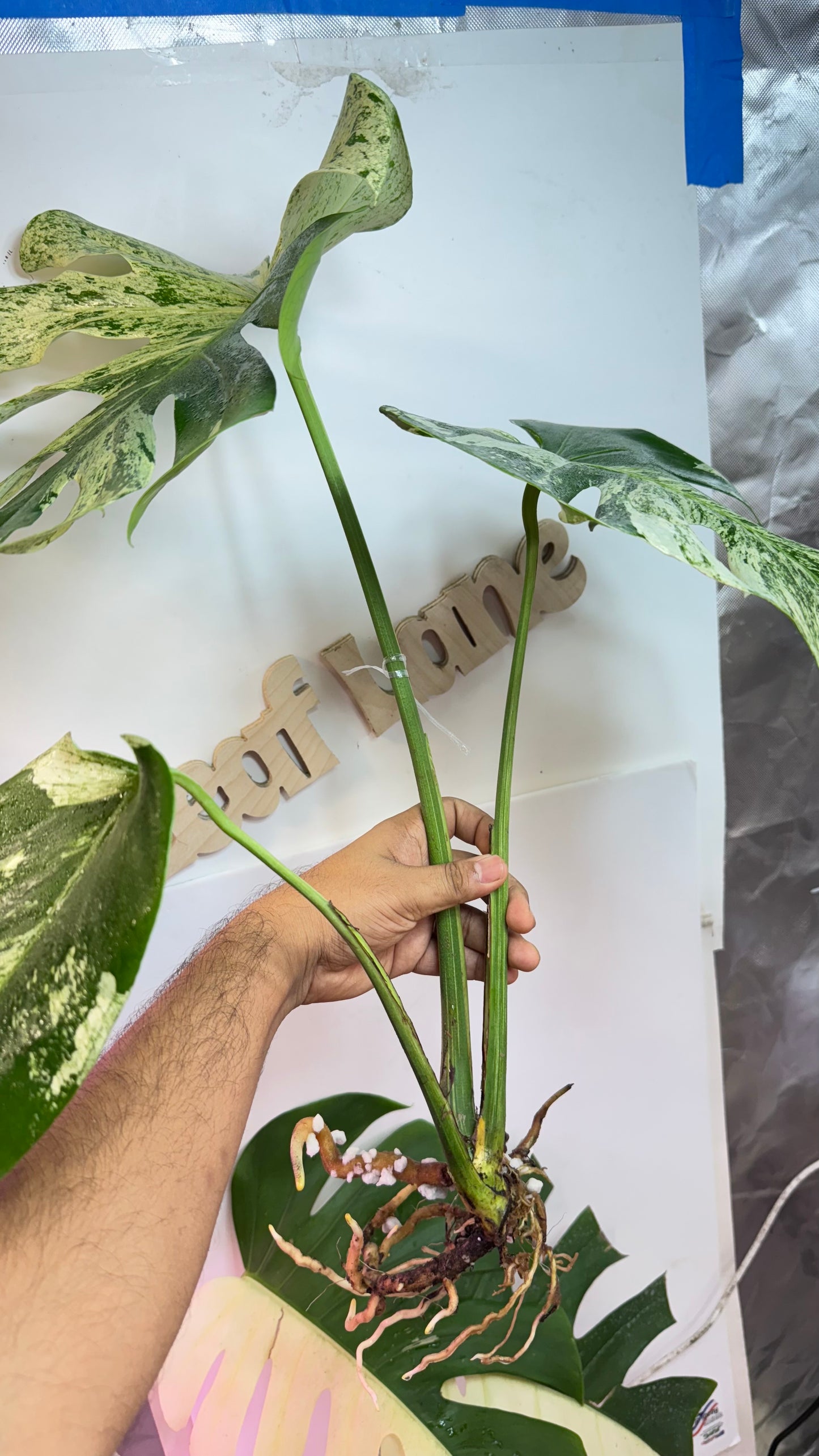 Huge Monstera Deliciosa “White Tear”