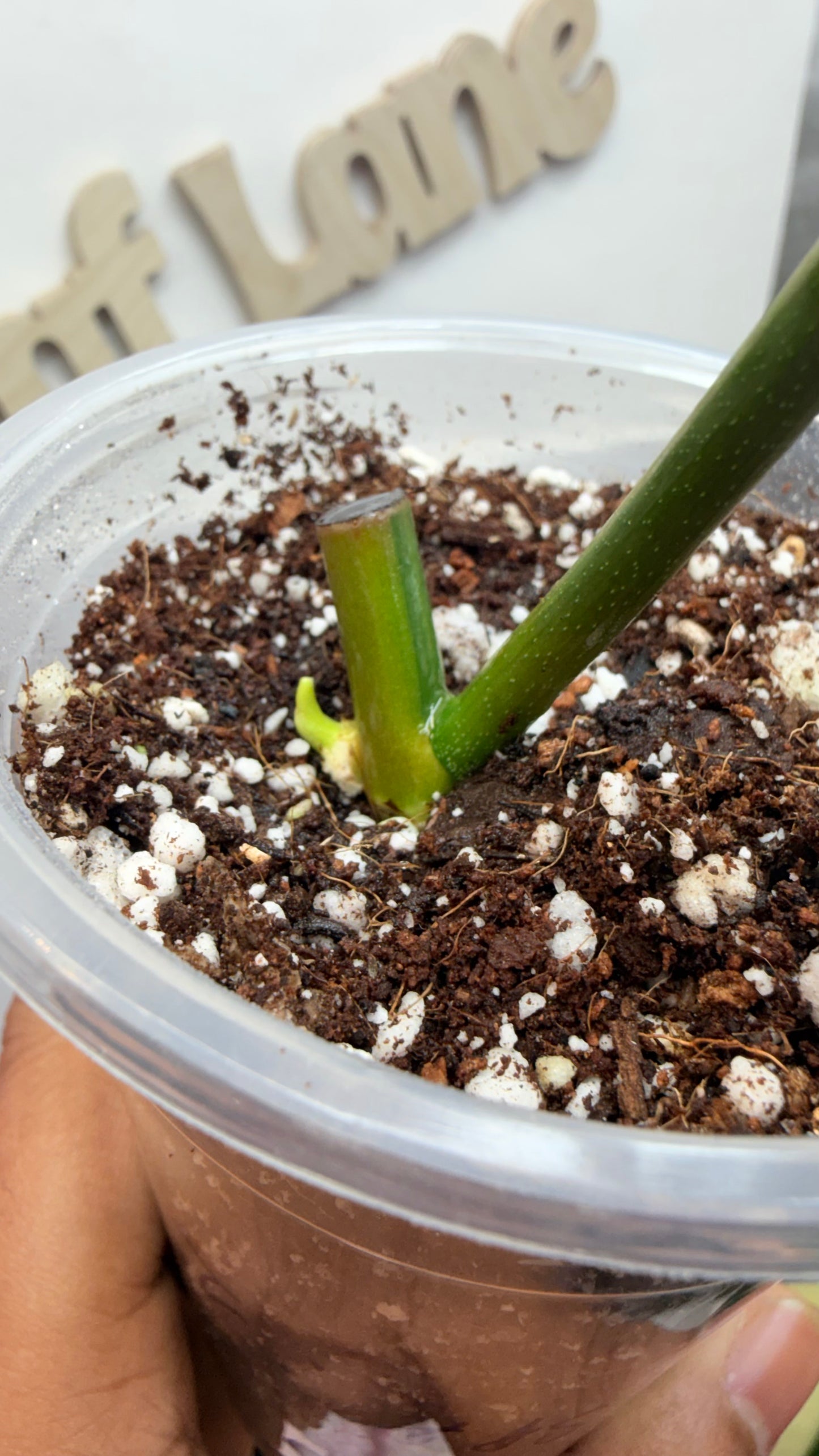 Philodendron Fiora (florida beauty x
mayoii x black billeitiae) | Rooted with New Growth