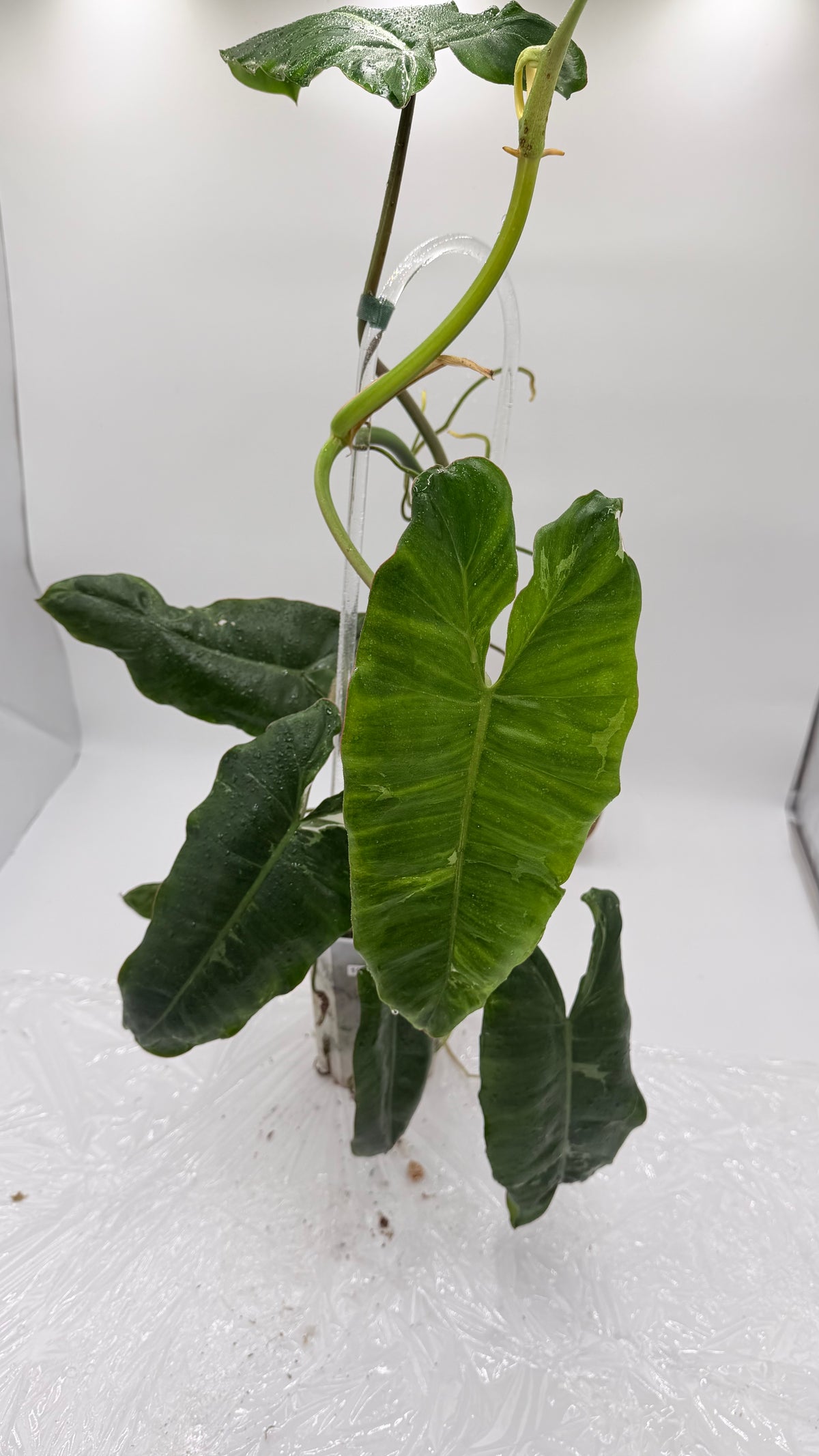 Philodendron Paraiso Verde Albo Variegated Exact Plants