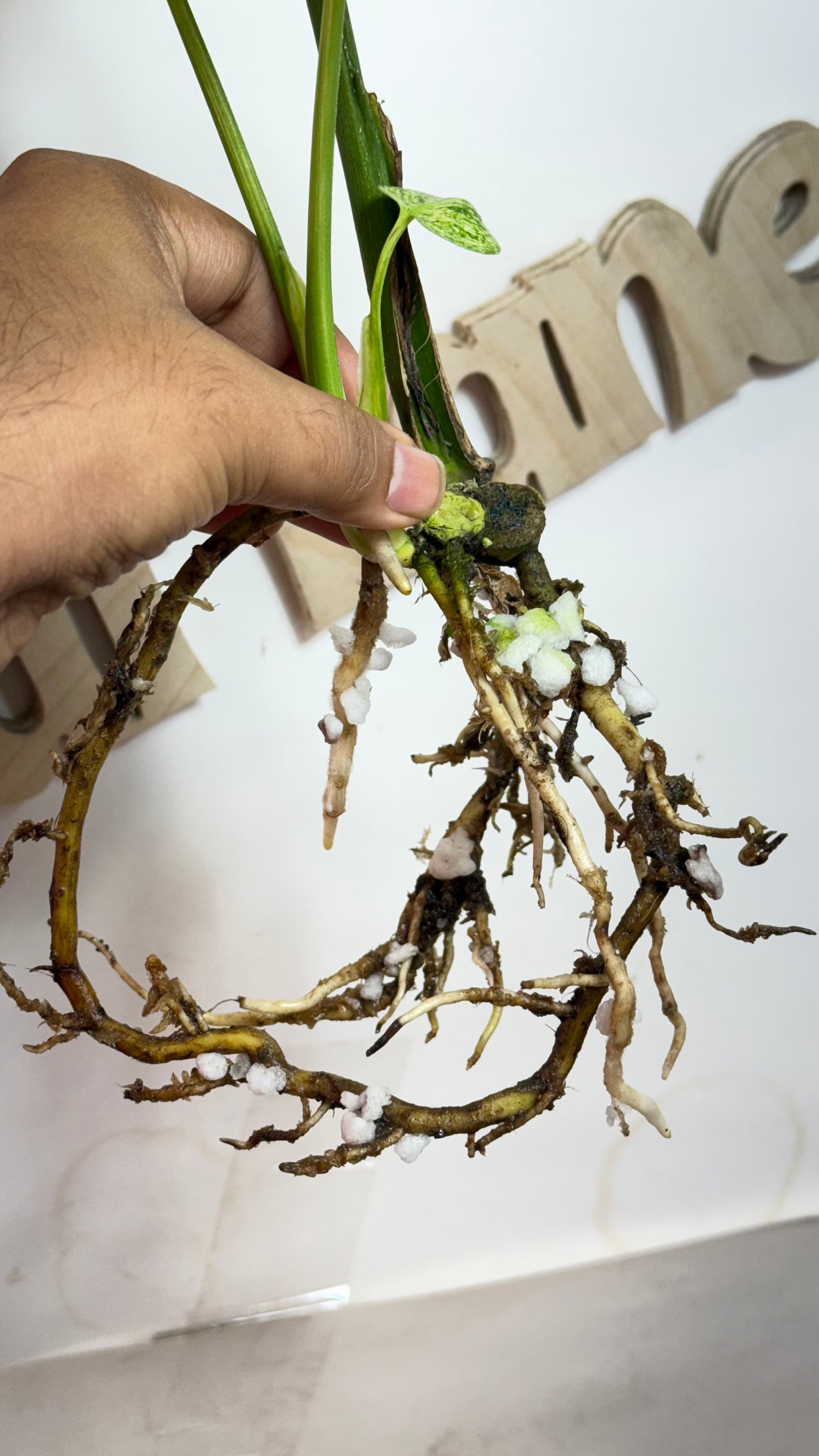 Monstera deliciosa MINT Siam Variegated | Rare Aroid | Large form