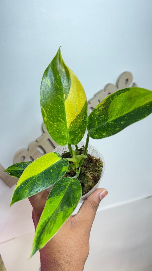 Philodendron 'Green Congo Nuclear' variegated
🌿Grower's choice🌿