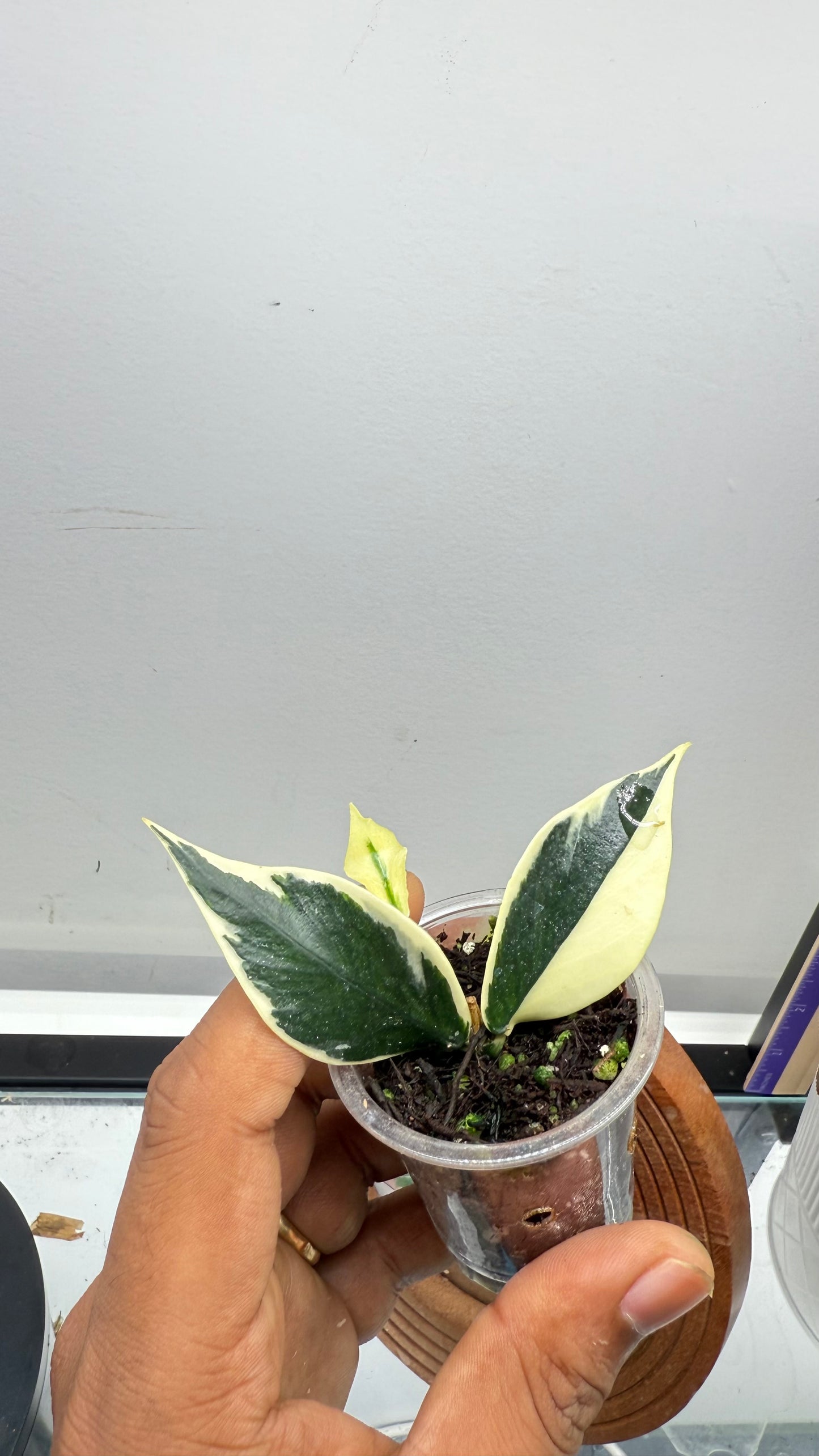 Hoya Polyneura Albo Outer Variegated