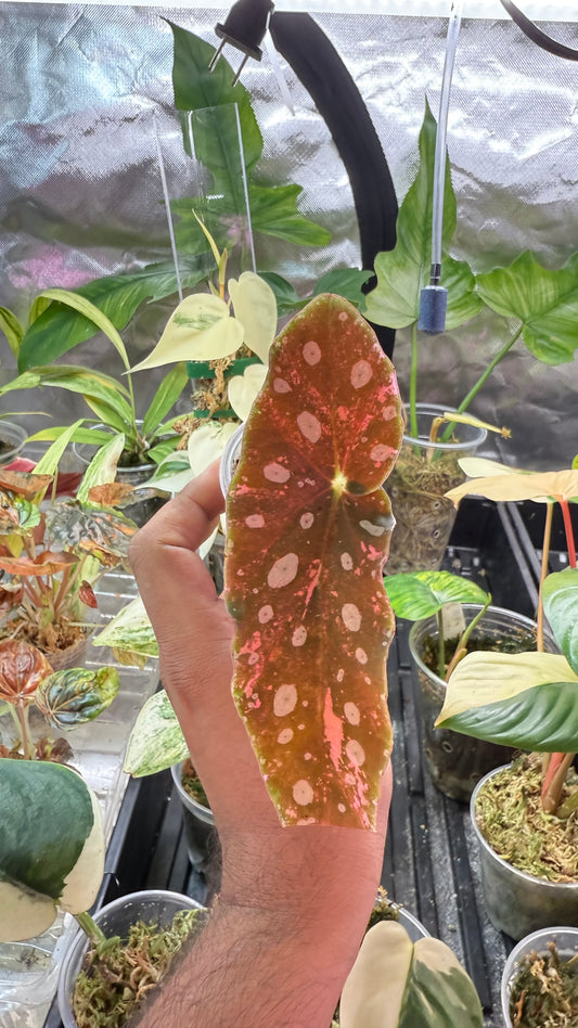 Begonia Maculata Pink Variegated butt with 2 growth points