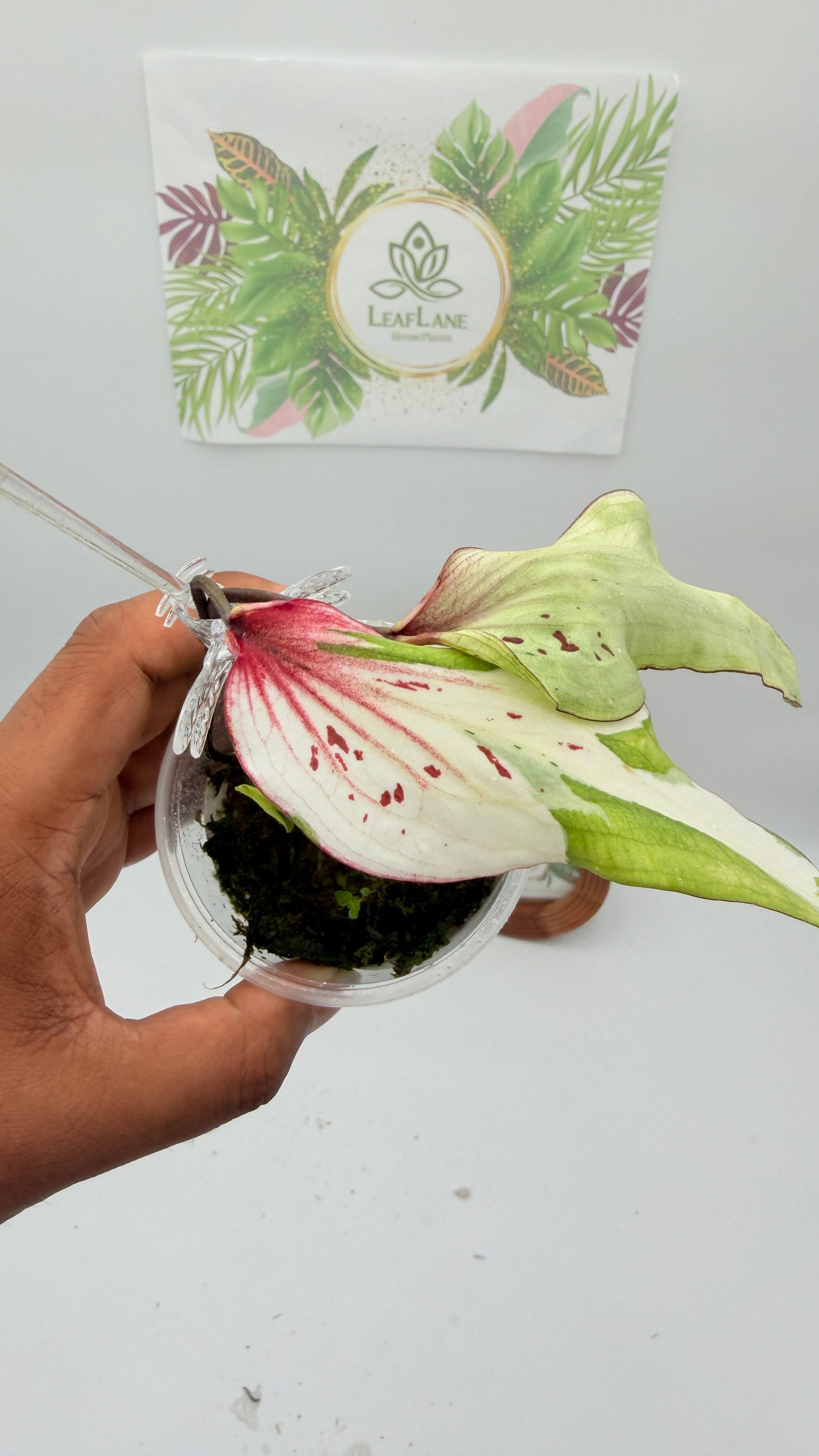Caladium Variegated