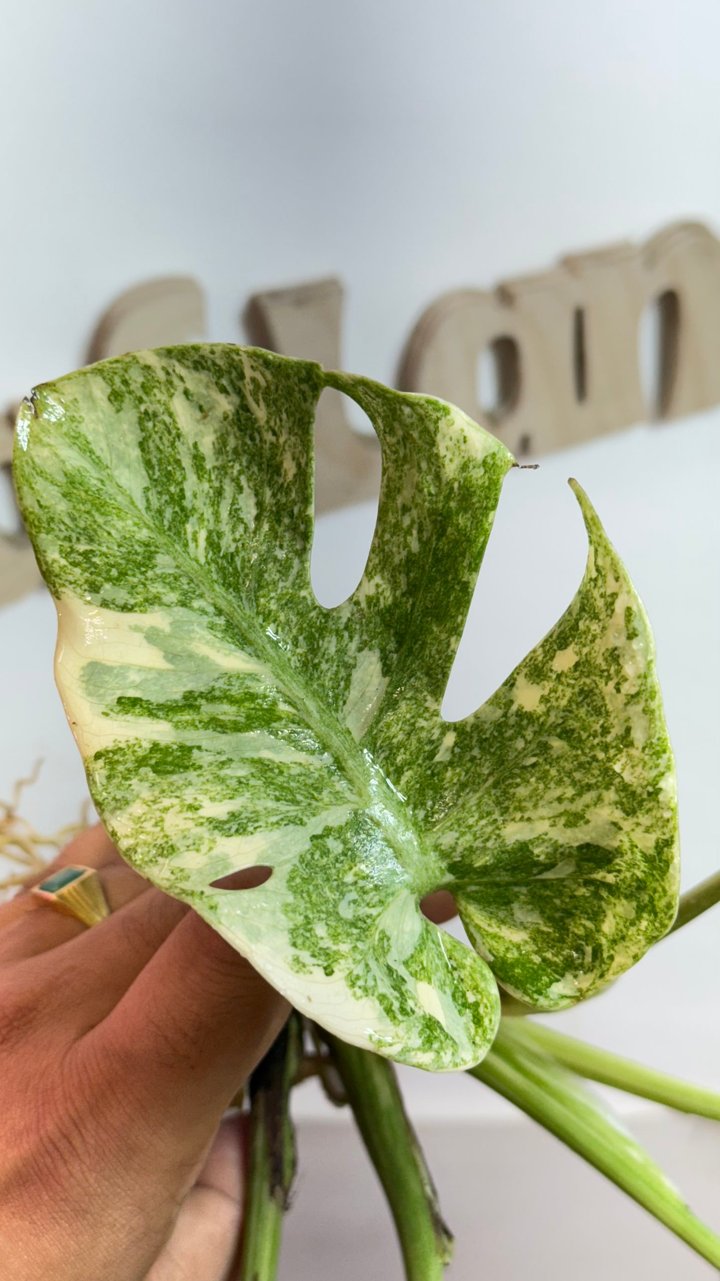 Monstera Delisiosa 'Platinum' Variegated |7 th leaf soon | Rare Aroid