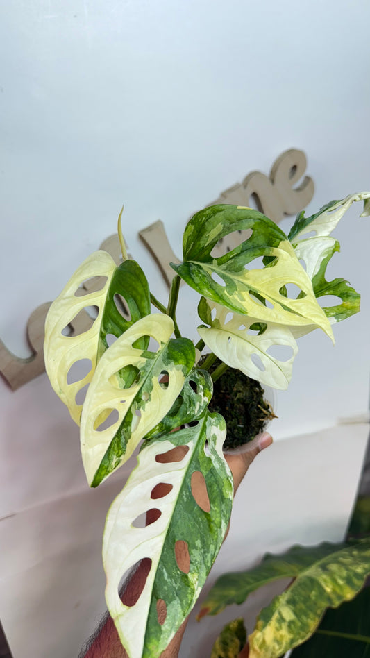 Monstera Adansonii Albo Variegated