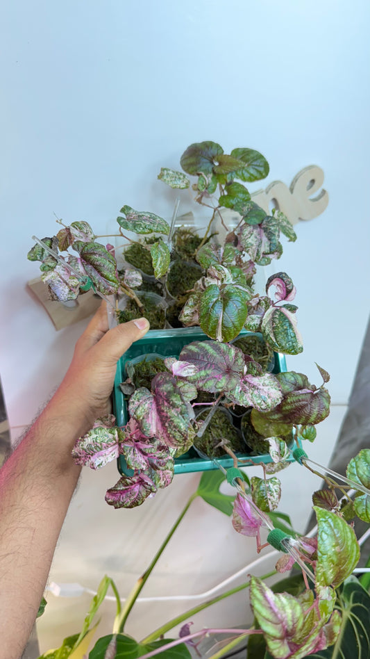 Cissus discolor variegated 🌿Grower's Choice🌿