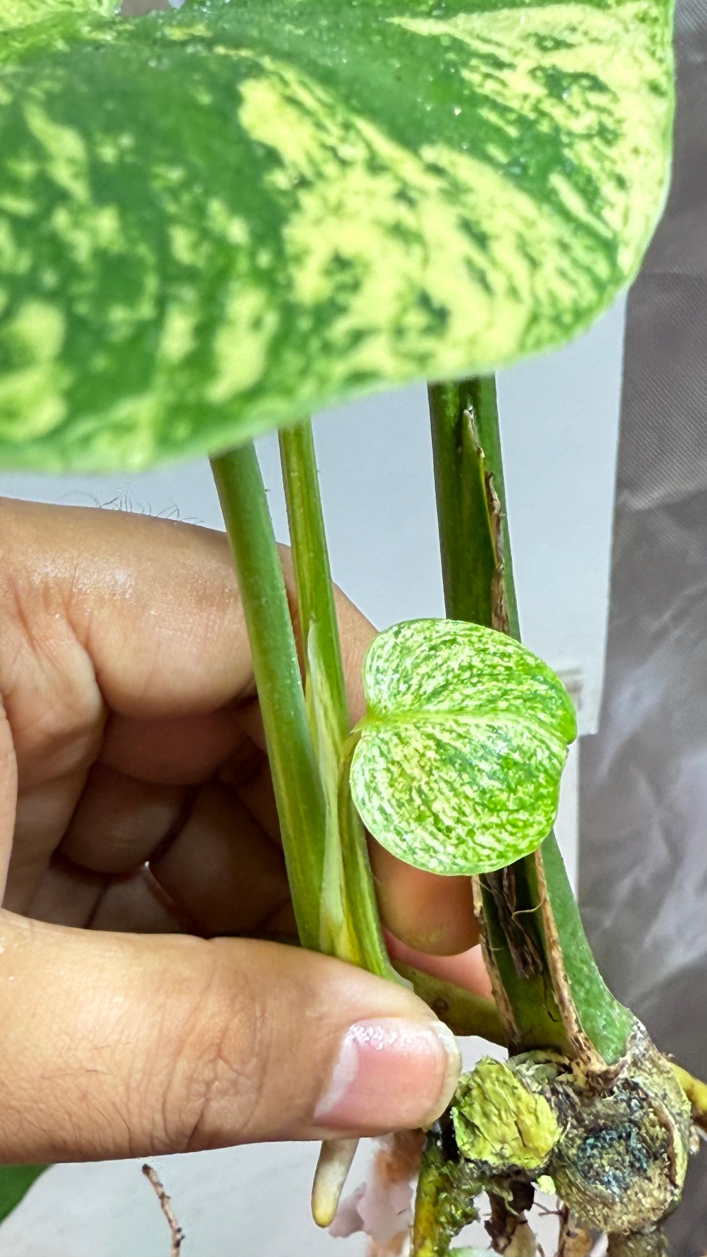 Monstera deliciosa MINT Siam Variegated | Rare Aroid | Large form