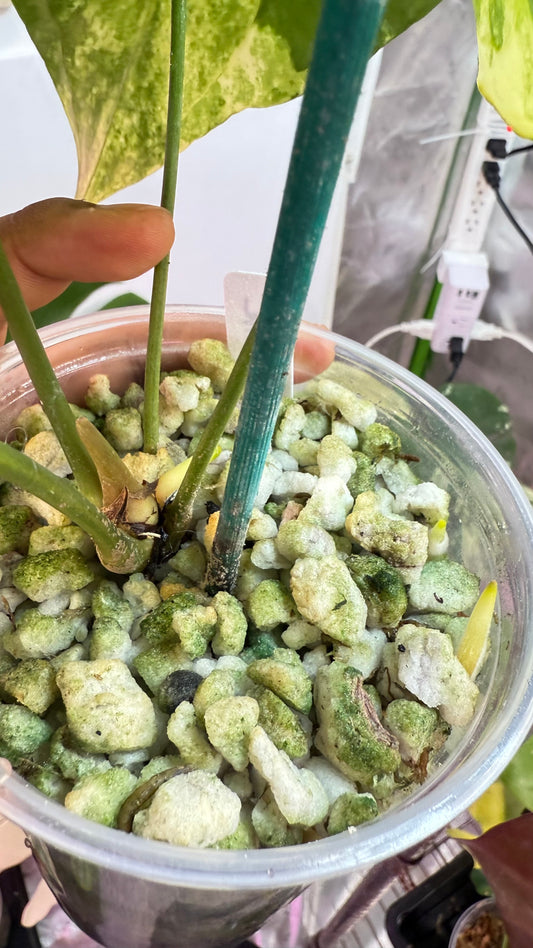 Anthurium Pterodactyl Variegated