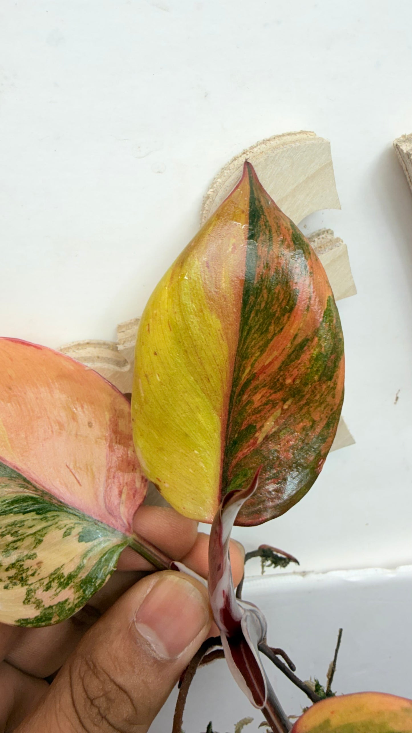 Philodendron ‘Skittles’ (White Knight Multicolor)