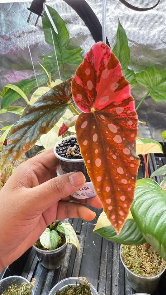 Begonia Macular Pink Variegated