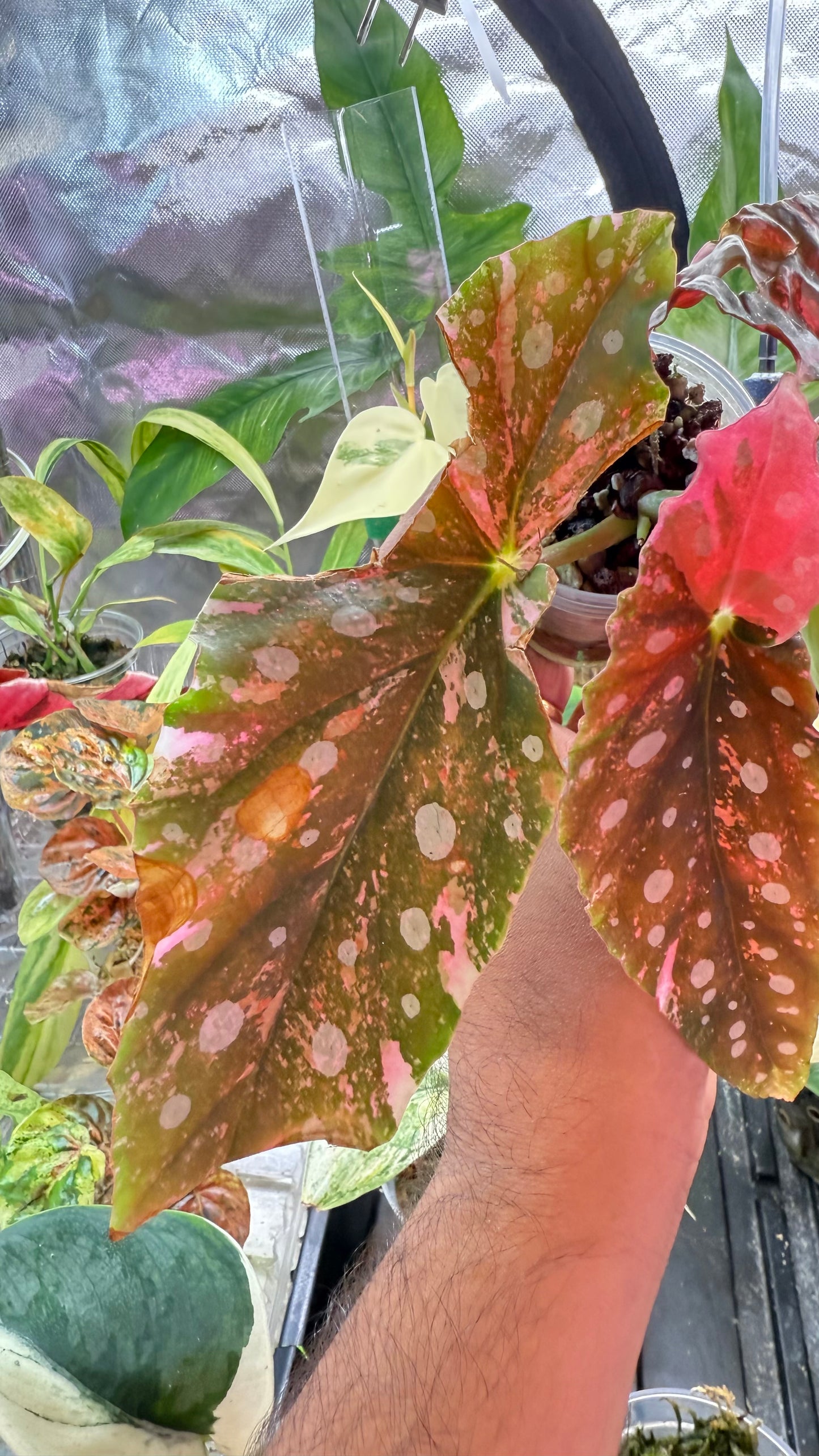 Begonia Maculata Pink Variegated