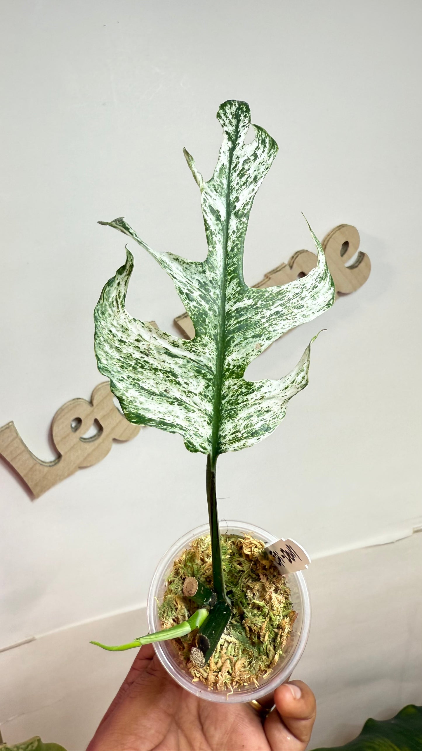 Epipremnum Pinnatum Devil / ‘white dagger/white monster’ 🌿Unicorn🌿
