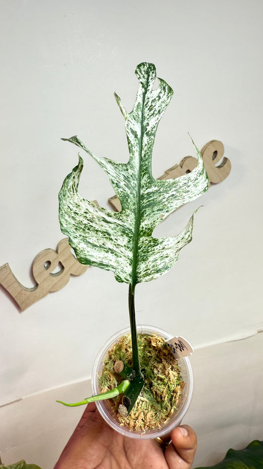 Epipremnum Pinnatum Devil / ‘white dagger/white monster’ 🌿Unicorn🌿