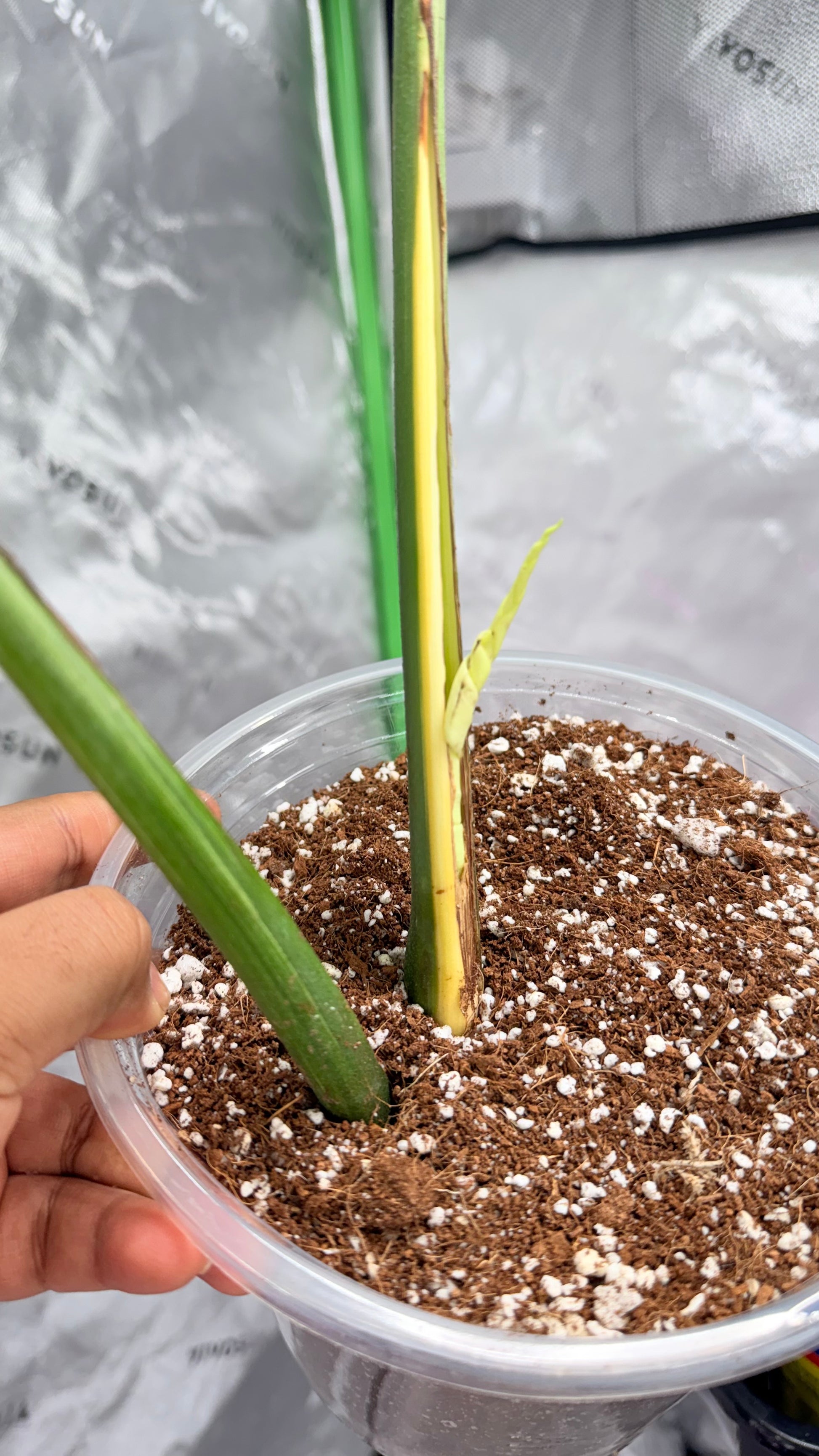 monstera white tears Huge Monstera Deliciosa “White Tear” – LeafLane Rare Plants