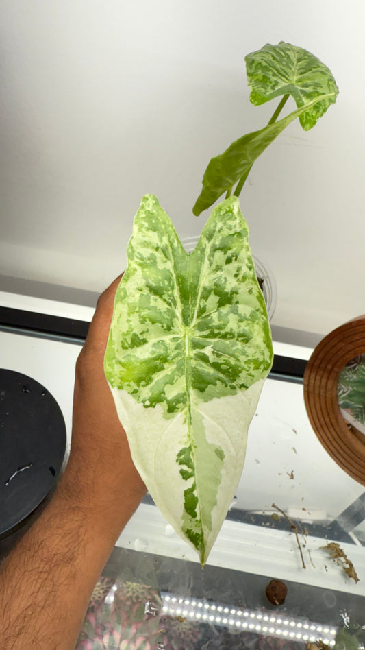 Alocasia Accuminata Albo Variegated( Fornicata*Longiloba)