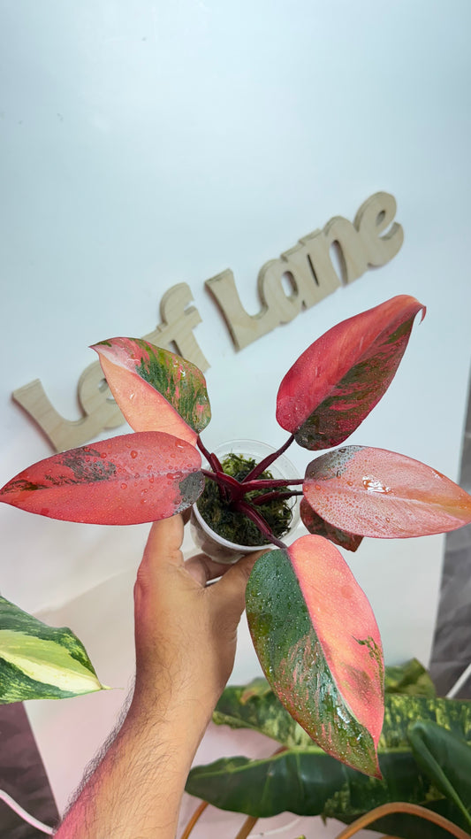 Philodendron Fire Princess 🌿aka Pink Princess Tri color 🌿