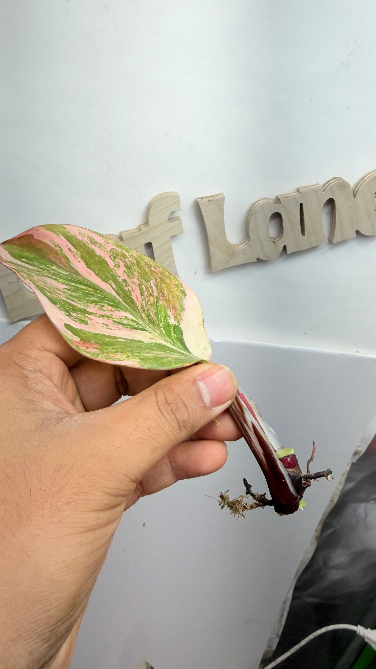 Philodendron ‘Skittles’ (White Knight Multicolor) rooted mid node 2 growth points