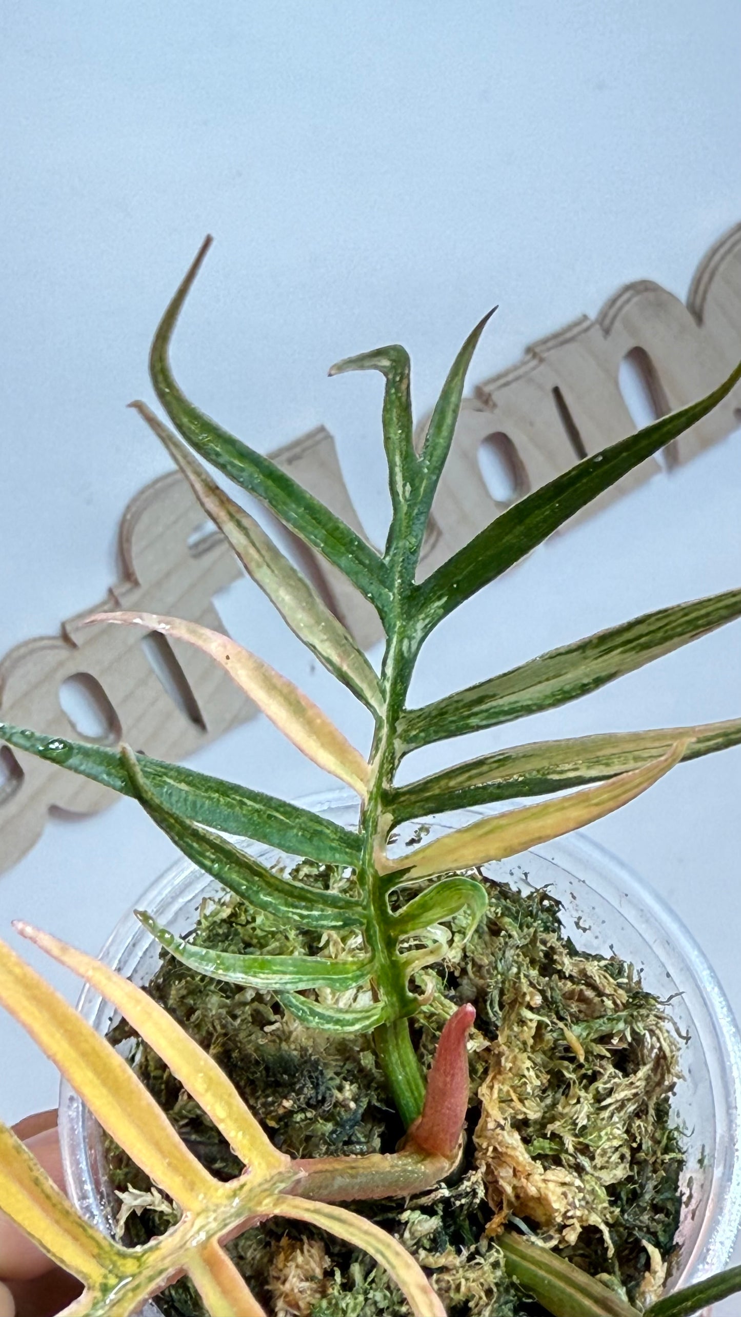 Philodendron Tortum Variegated