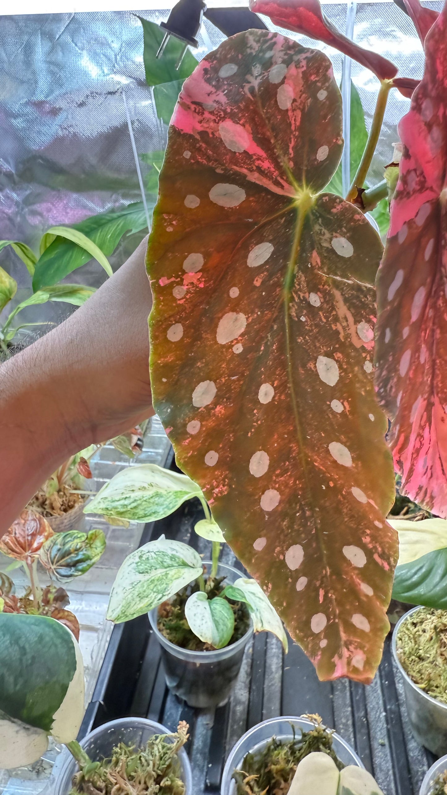 Begonia Maculata Pink Variegated
