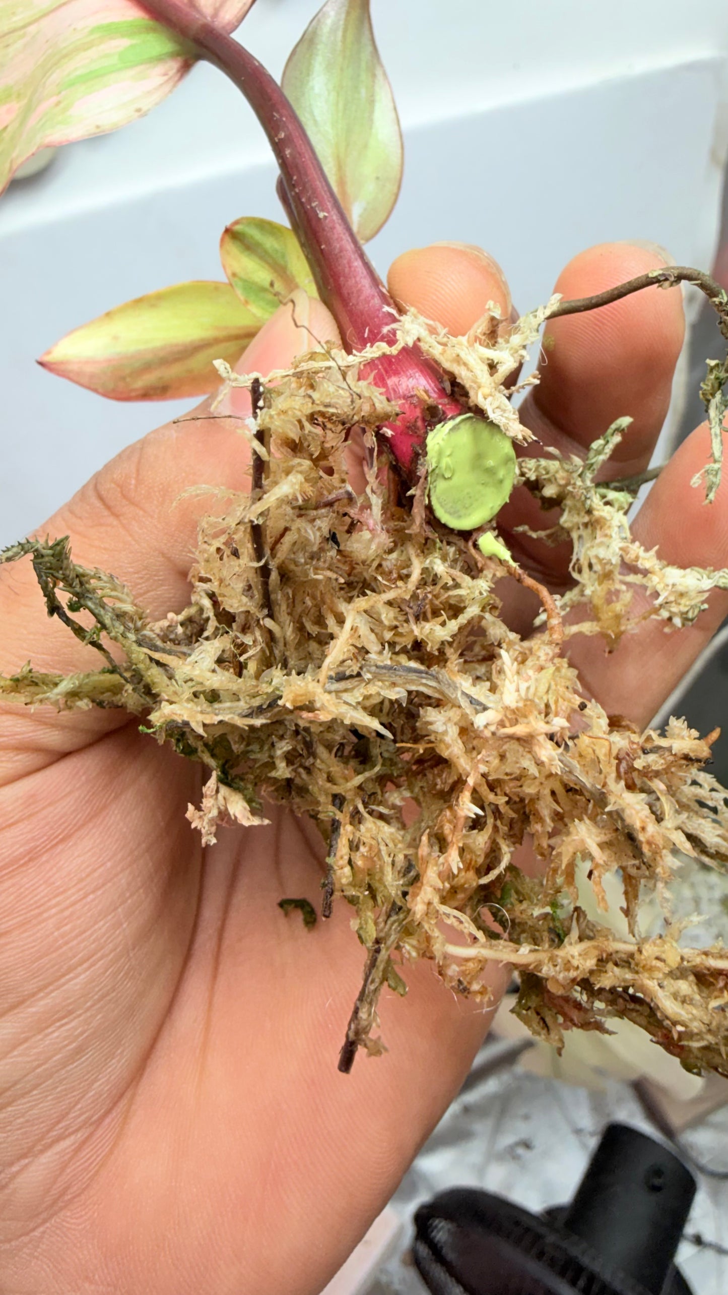 Philodendron ‘Skittles’ (White Knight Multicolor) Rooted with 2 heads