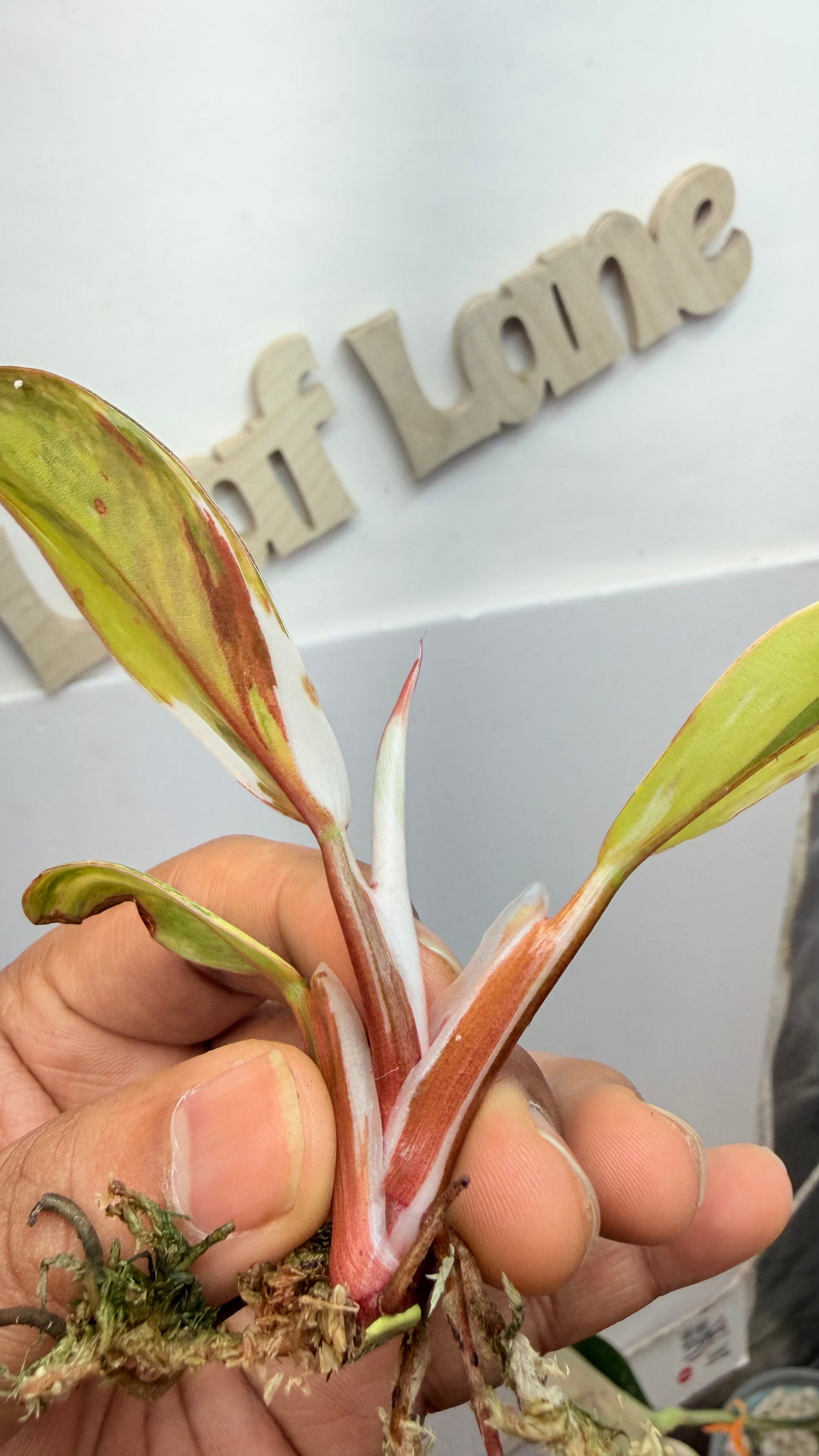 Philodendron ‘Skittles’ (White Knight Multicolor) Rooted