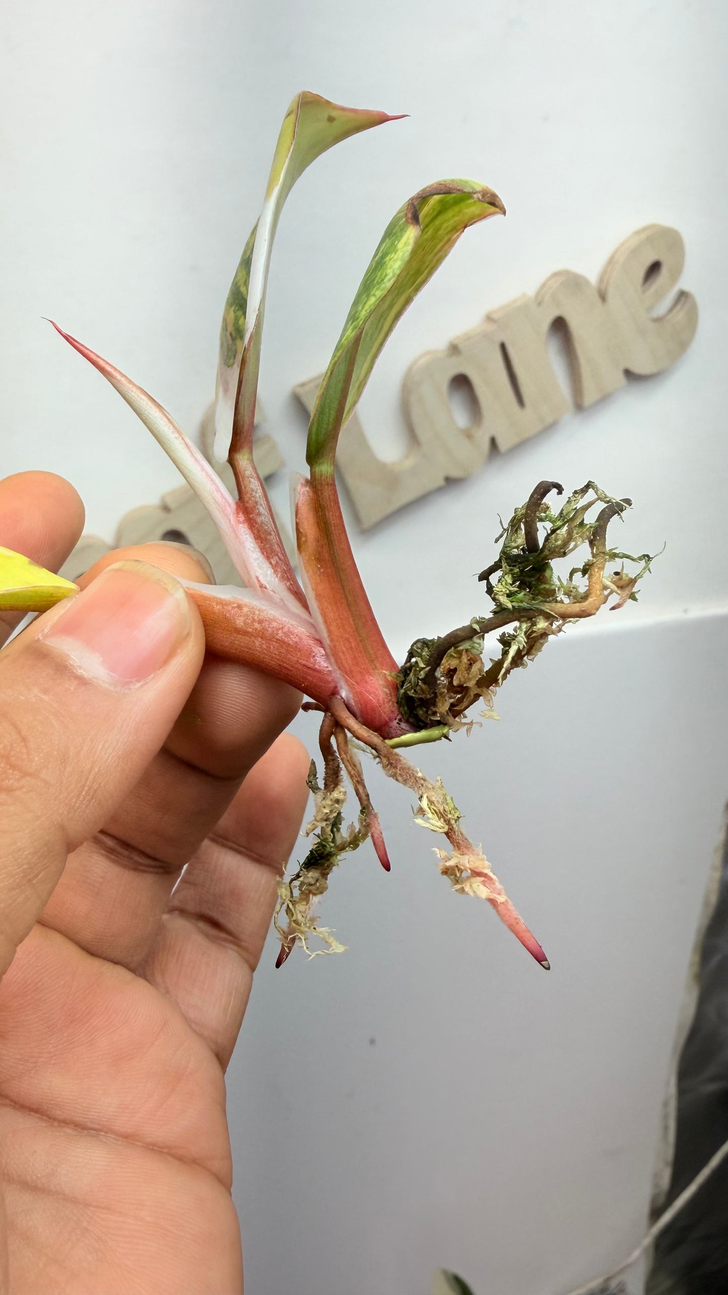 Philodendron ‘Skittles’ (White Knight Multicolor) Rooted