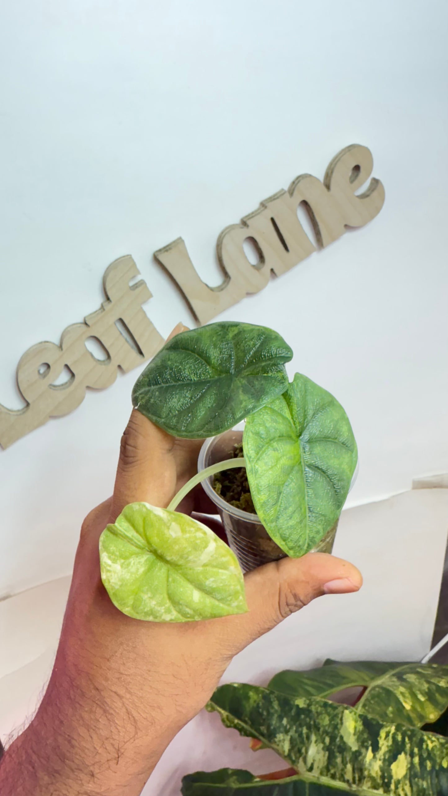 Alocasia Melo Aurea Variegated 🌿 Rare🌿