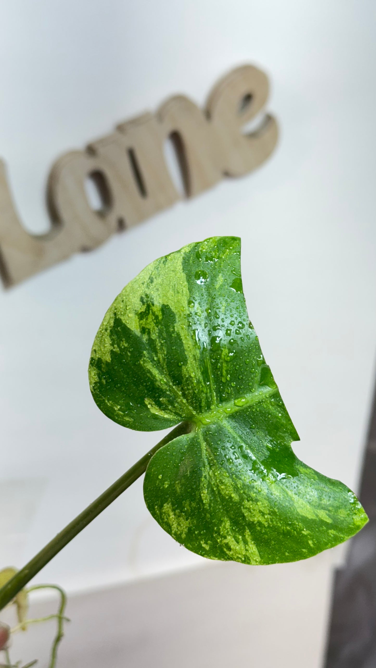 Monstera deliciosa MINT Siam Variegated | Rare Aroid | Large form