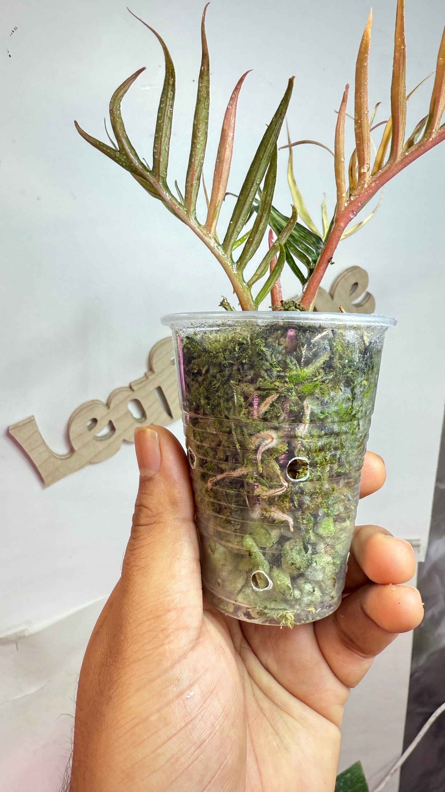 Philodendron Tortum Variegated