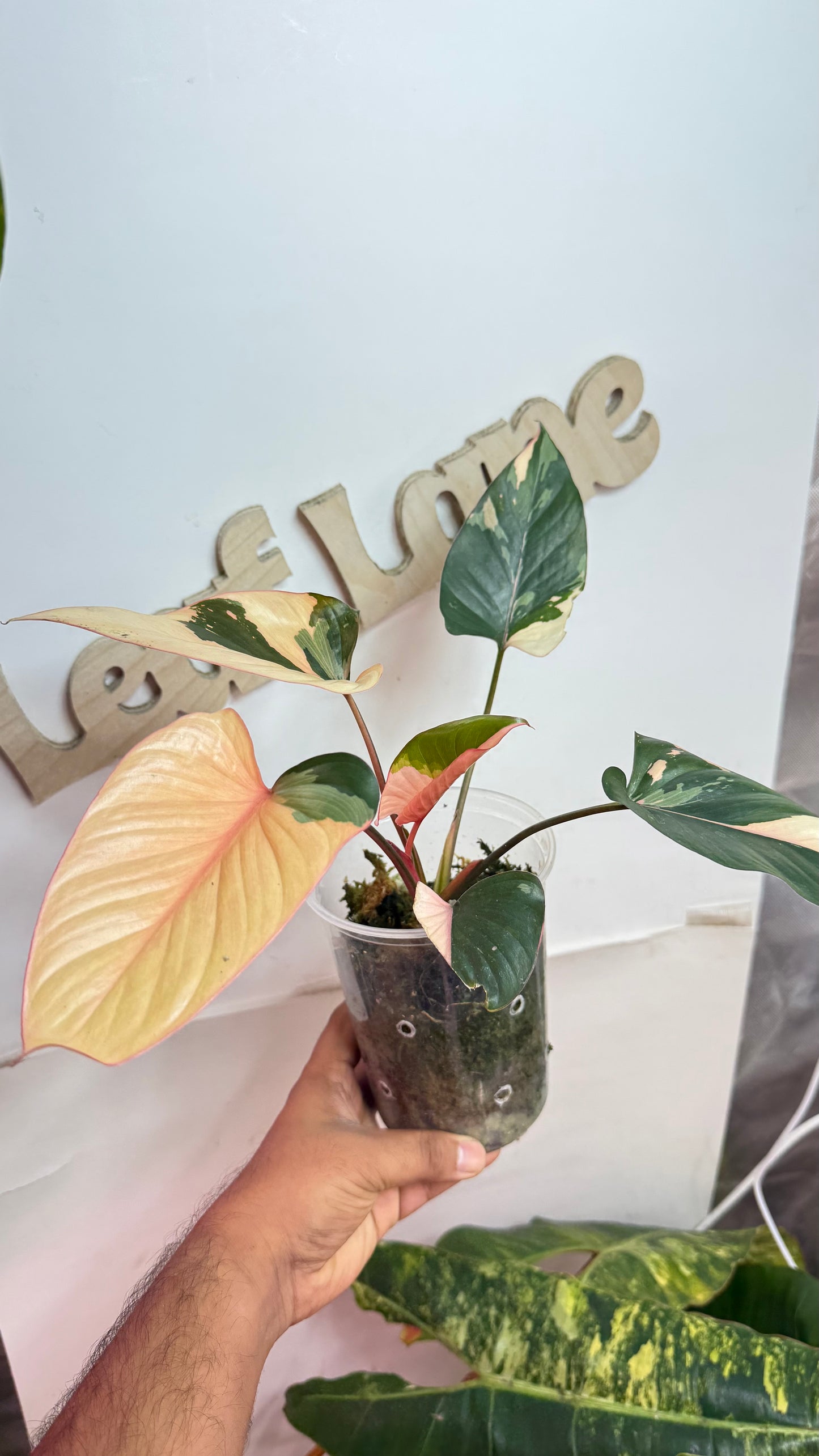 Homalomena Variegated Pink Diamond