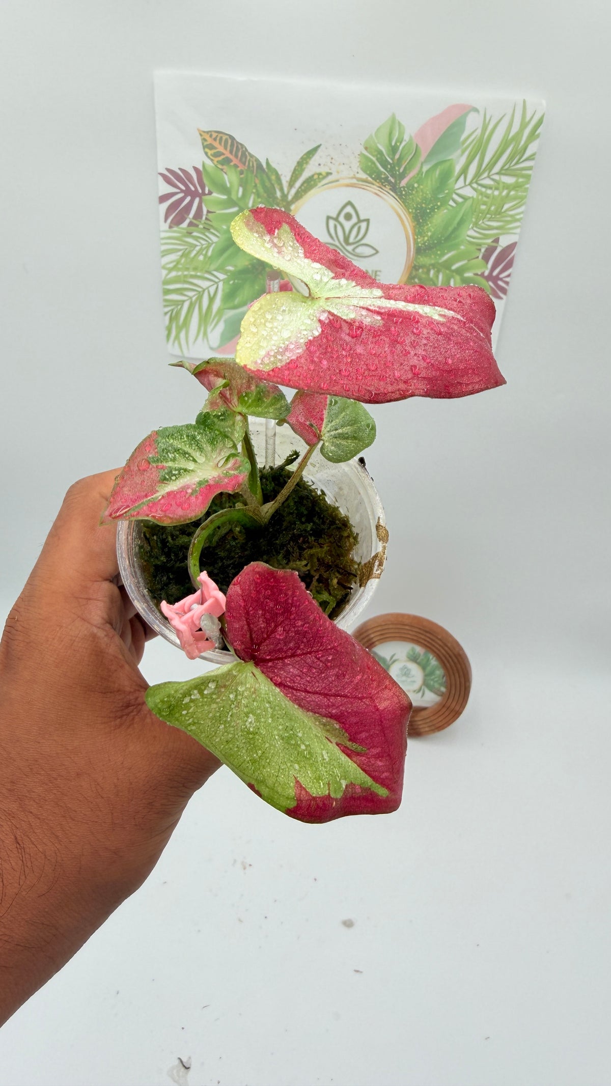 Caladium Variegated